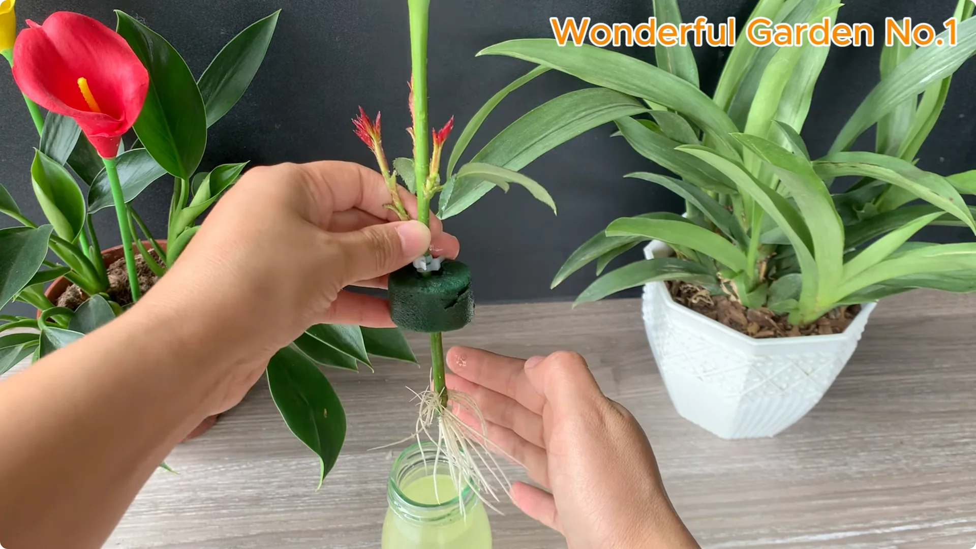 What Happens When You Put a Rose Branch in Water Overnight? screenshot 7