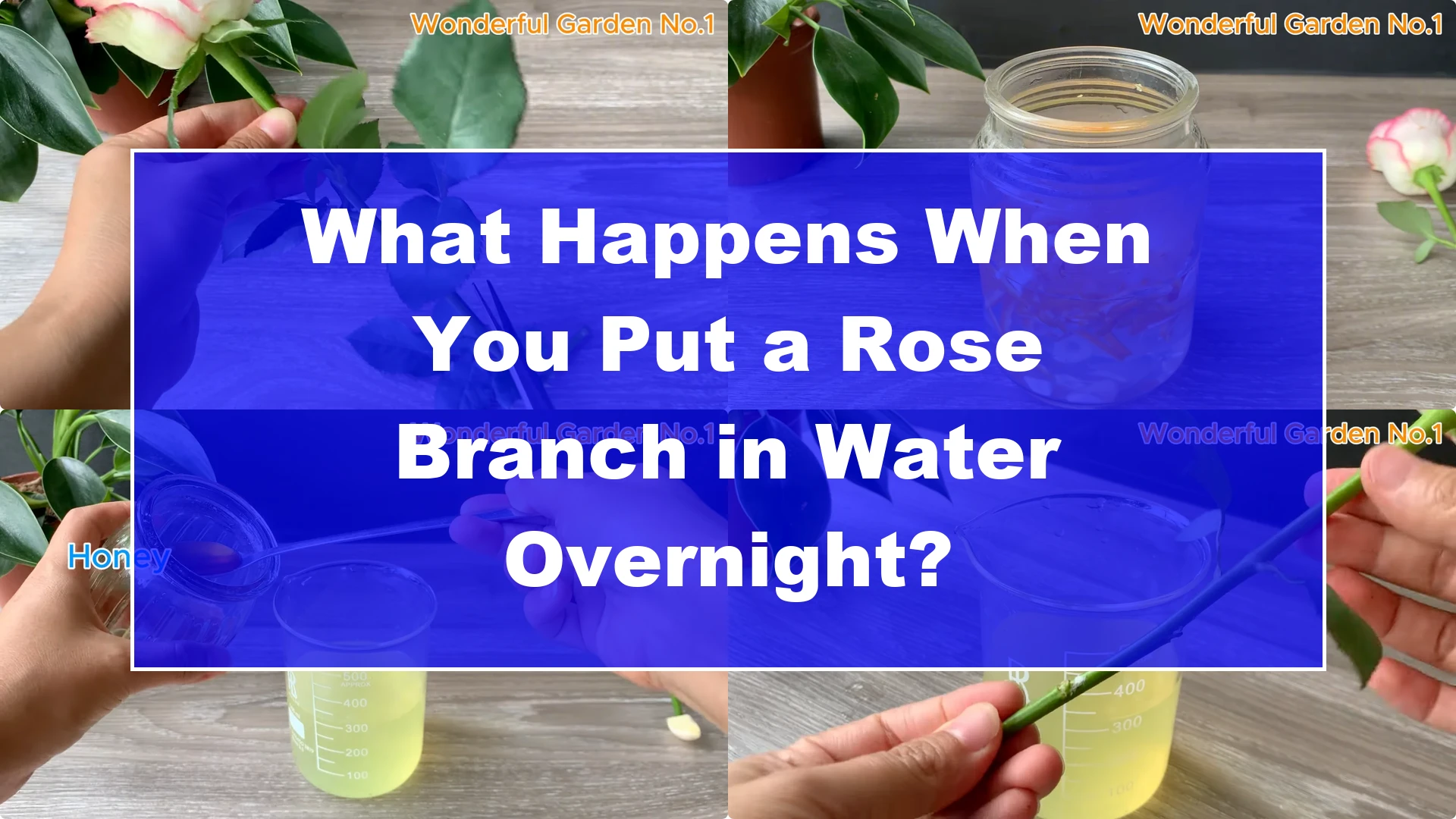 What Happens When You Put a Rose Branch in Water Overnight? - Featured Image