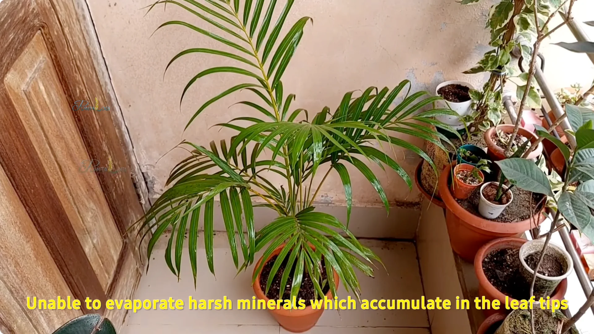 Why Are Areca Palm Leaf Tips Turning Brown? Essential Facts screenshot 10