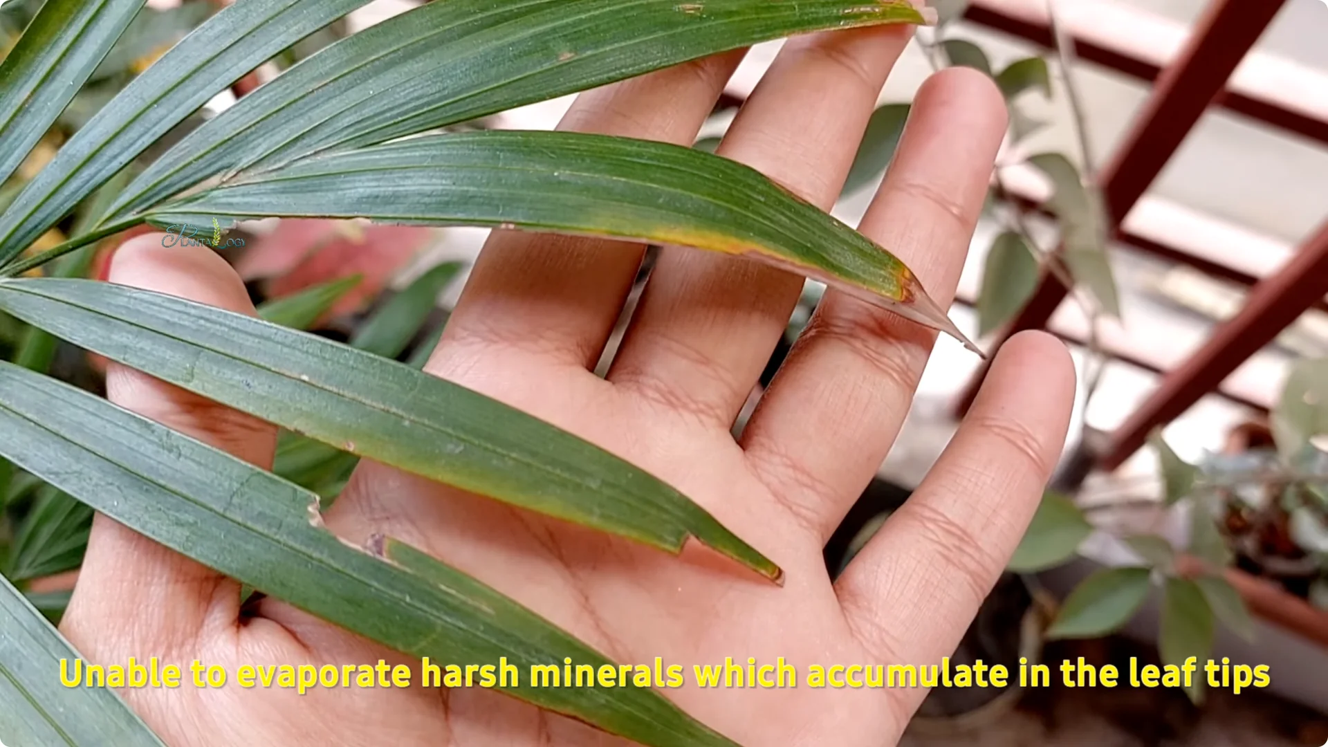 Why Are Areca Palm Leaf Tips Turning Brown? Essential Facts screenshot 11