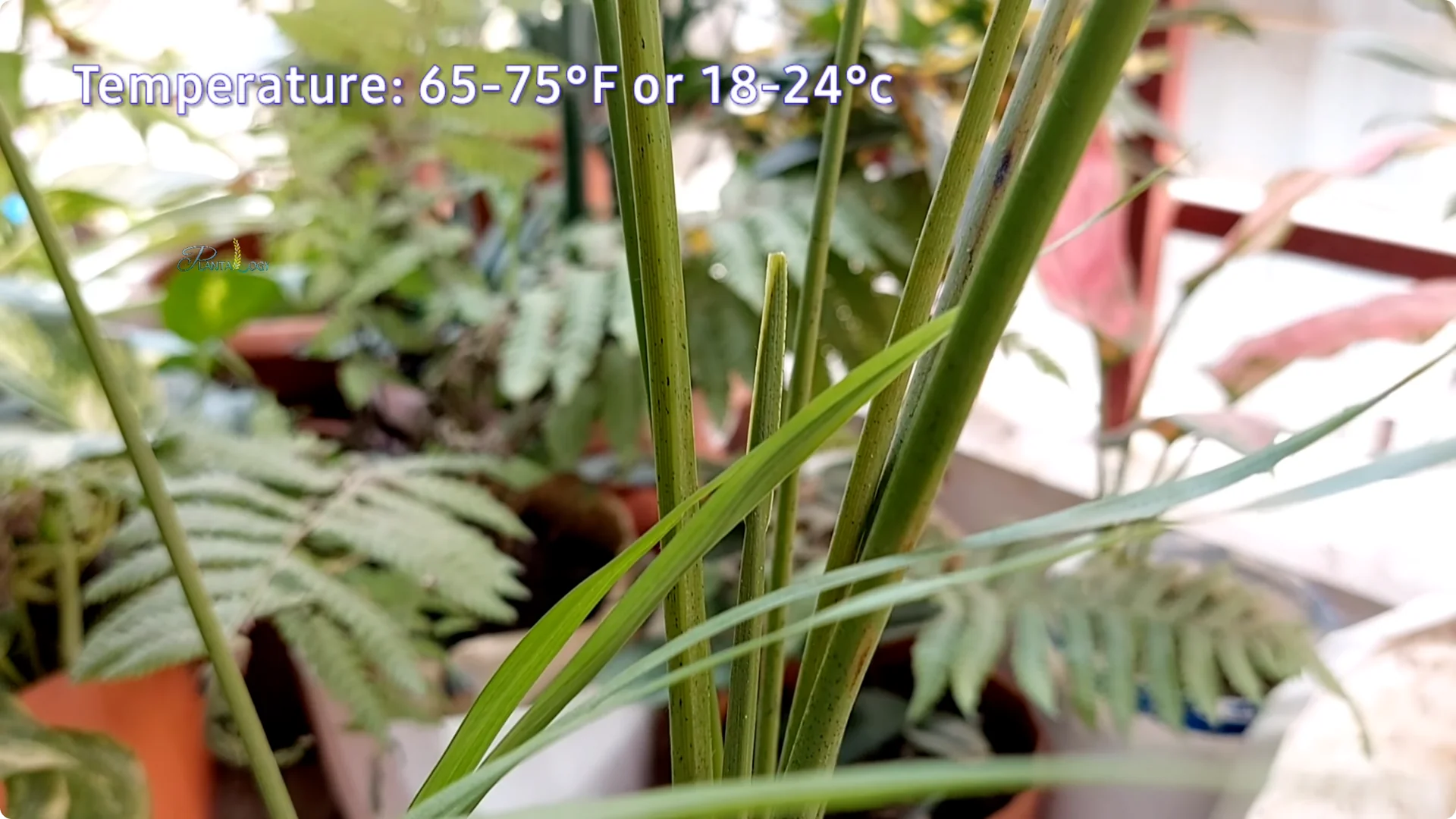 Why Are Areca Palm Leaf Tips Turning Brown? Essential Facts screenshot 2