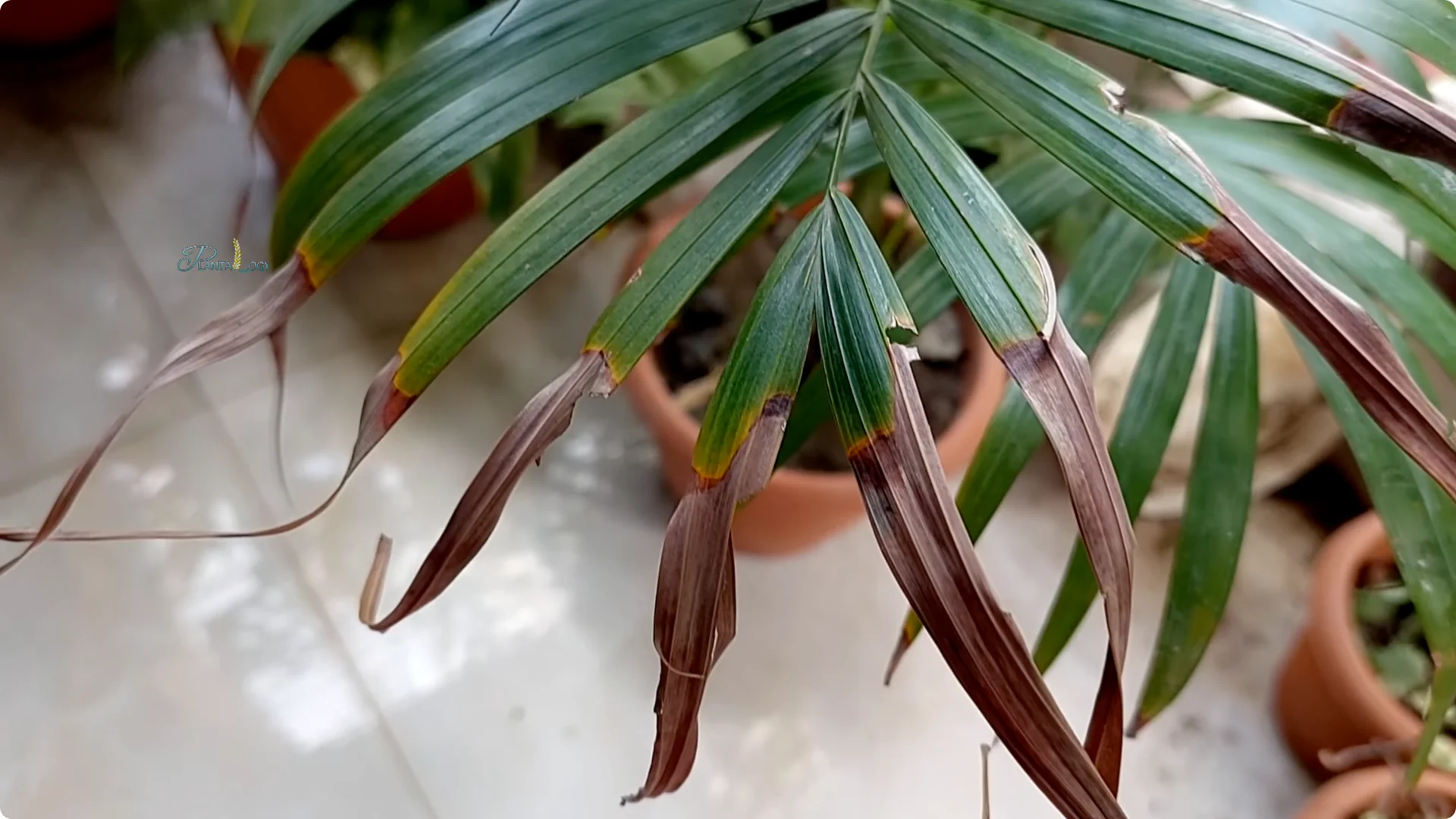 Why Are Areca Palm Leaf Tips Turning Brown? Essential Facts screenshot 3