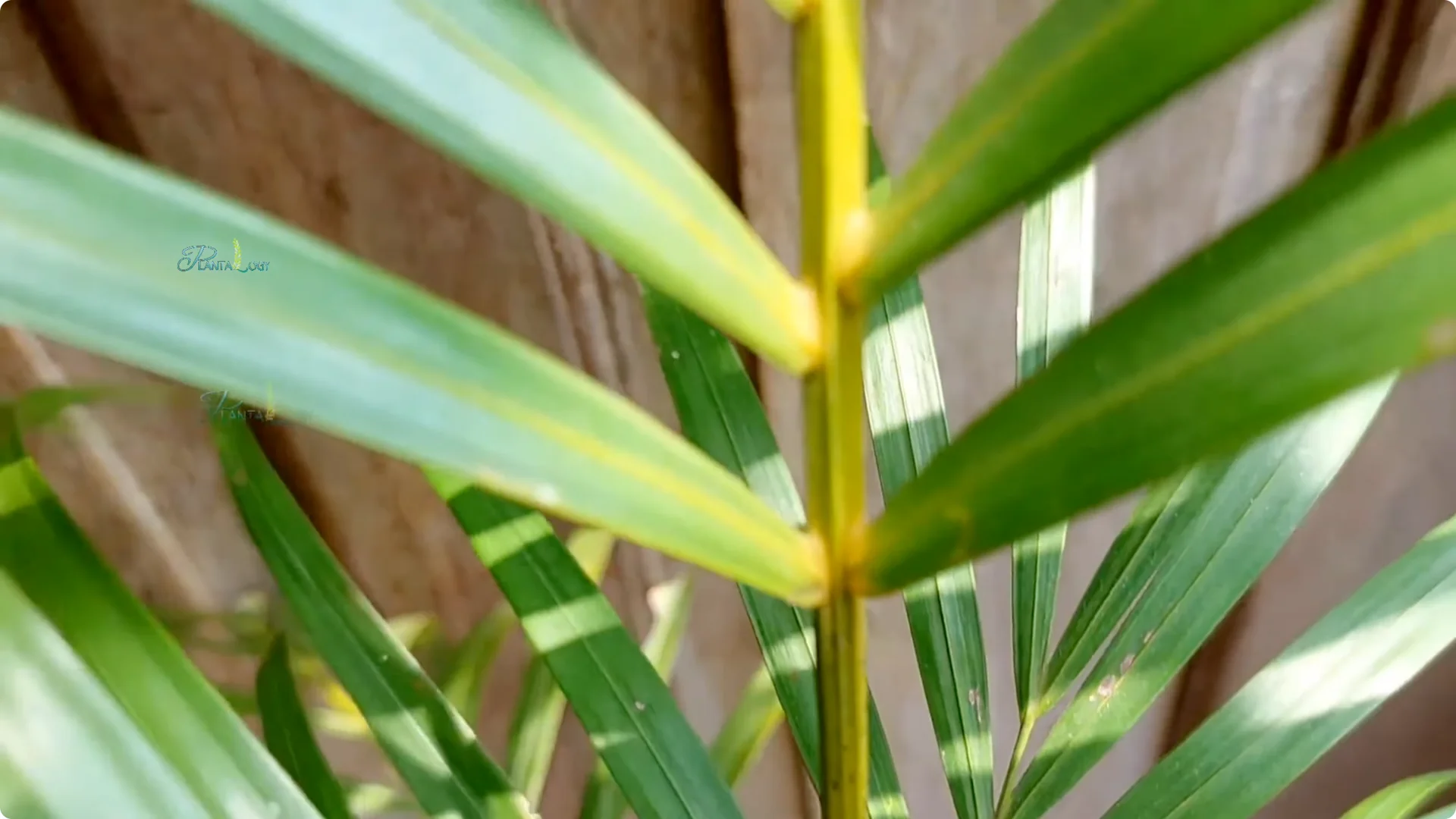 Why Are Areca Palm Leaf Tips Turning Brown? Essential Facts screenshot 5