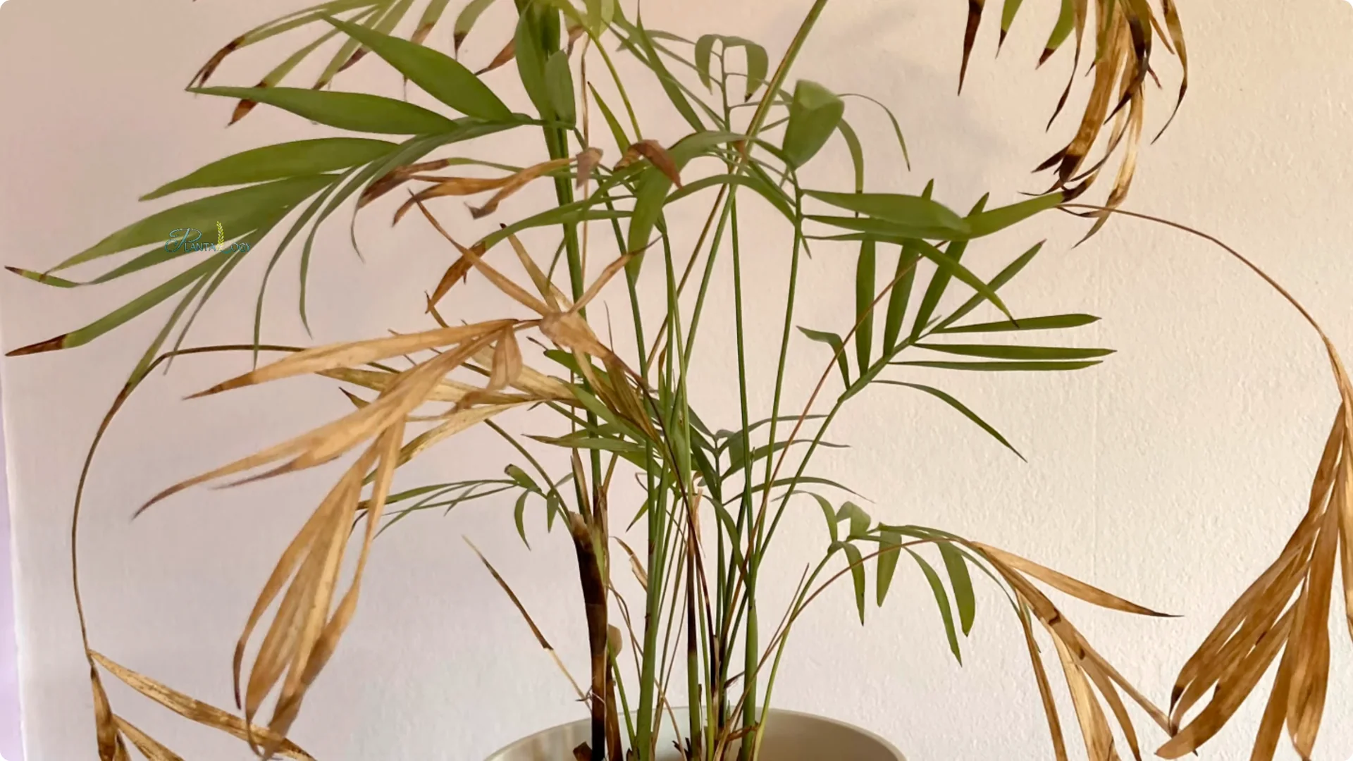 Why Are Areca Palm Leaf Tips Turning Brown? Essential Facts screenshot 6