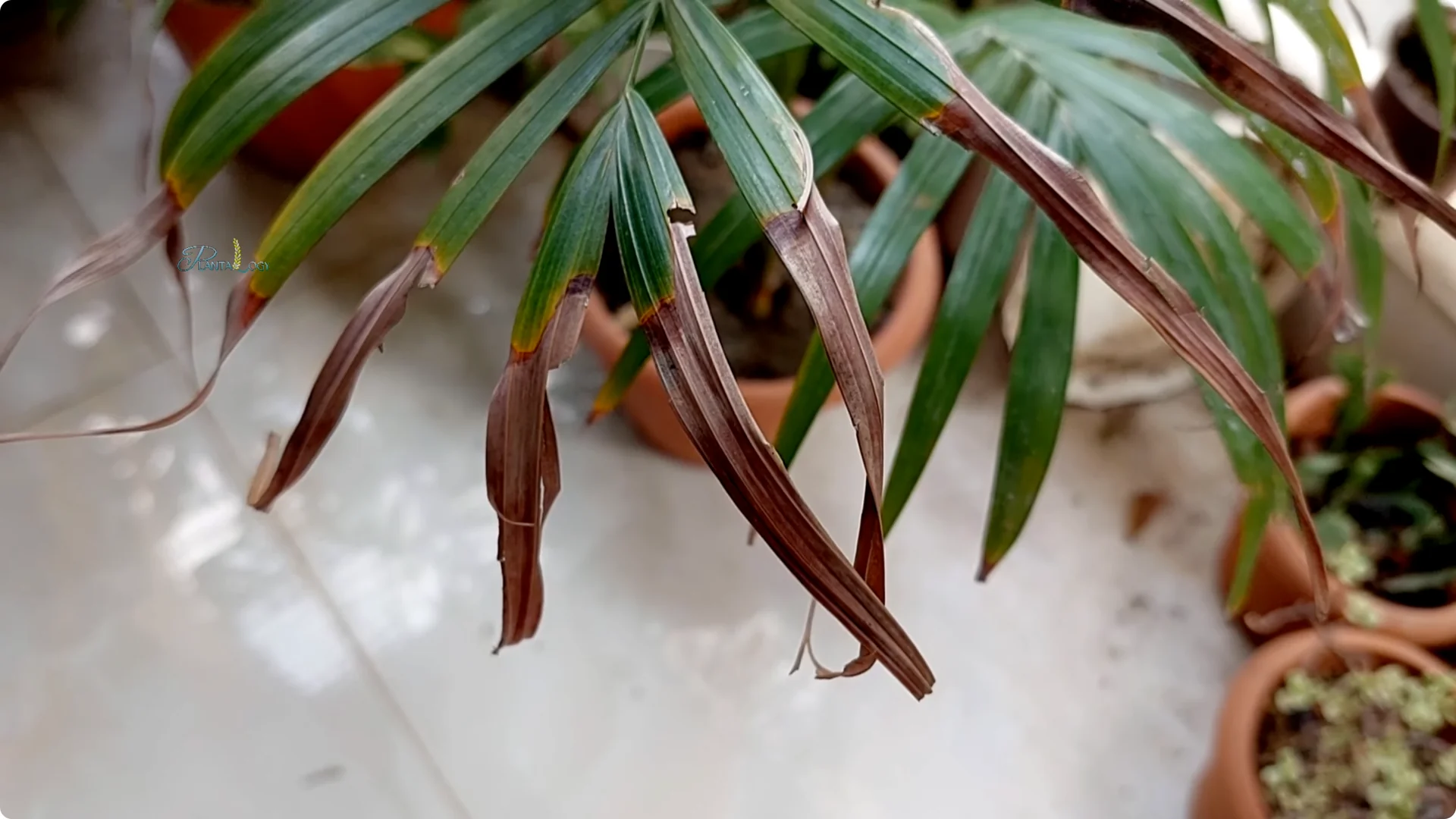 Why Are Areca Palm Leaf Tips Turning Brown? Essential Facts screenshot 8