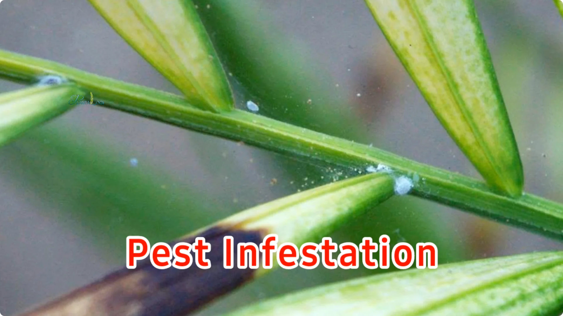 Why Are Areca Palm Leaf Tips Turning Brown? Essential Facts screenshot 9