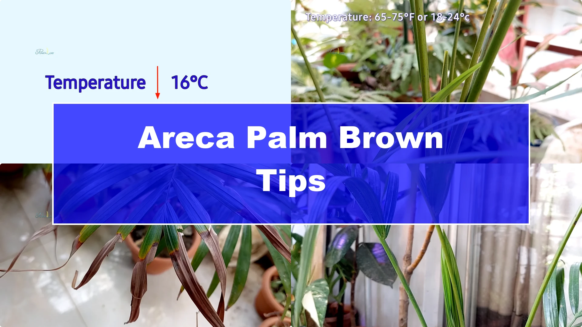 Why Are Areca Palm Leaf Tips Turning Brown? Essential Facts - Featured Image