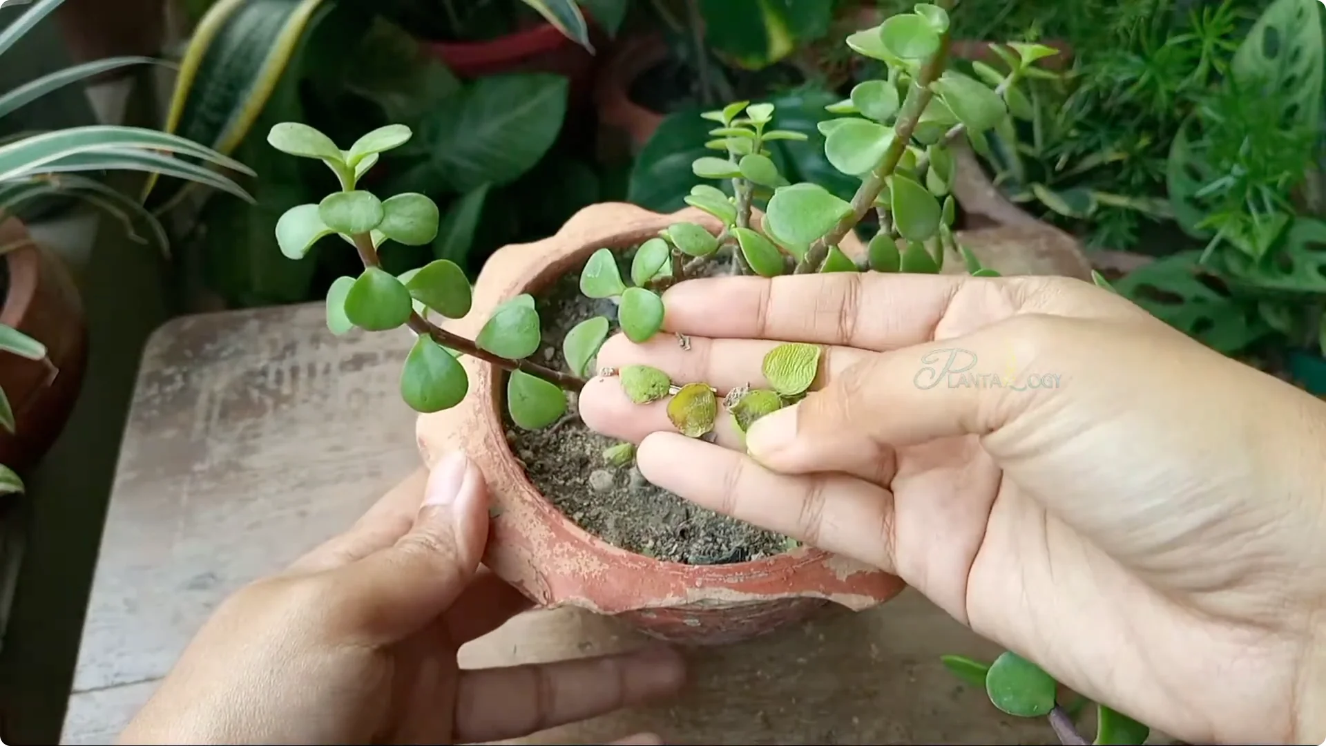 Why Are Jade Plant Leaves Falling Off? Elephant Bush Care Tips screenshot 1