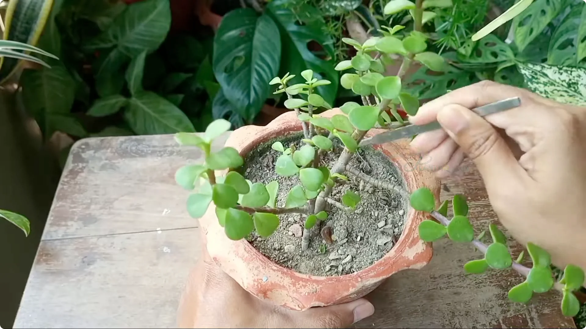 Why Are Jade Plant Leaves Falling Off? Elephant Bush Care Tips screenshot 2