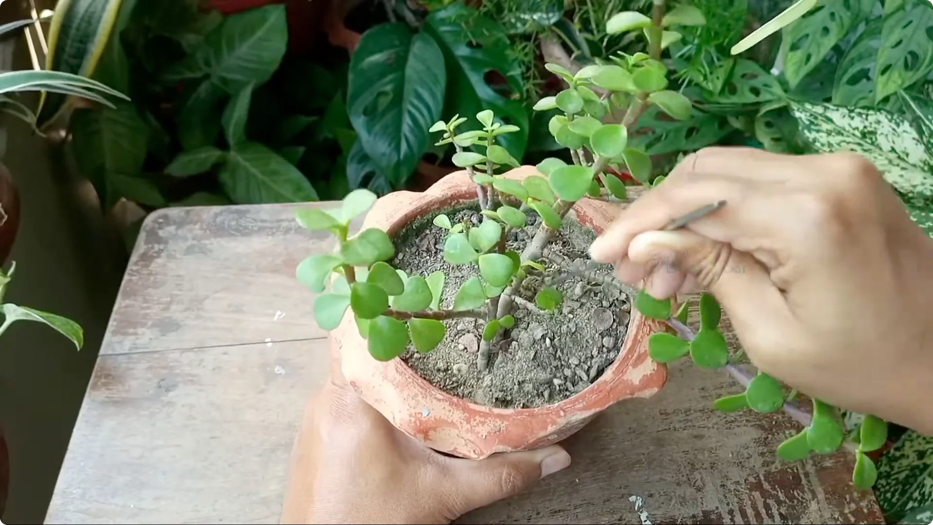 Why Are Jade Plant Leaves Falling Off? Elephant Bush Care Tips screenshot 3