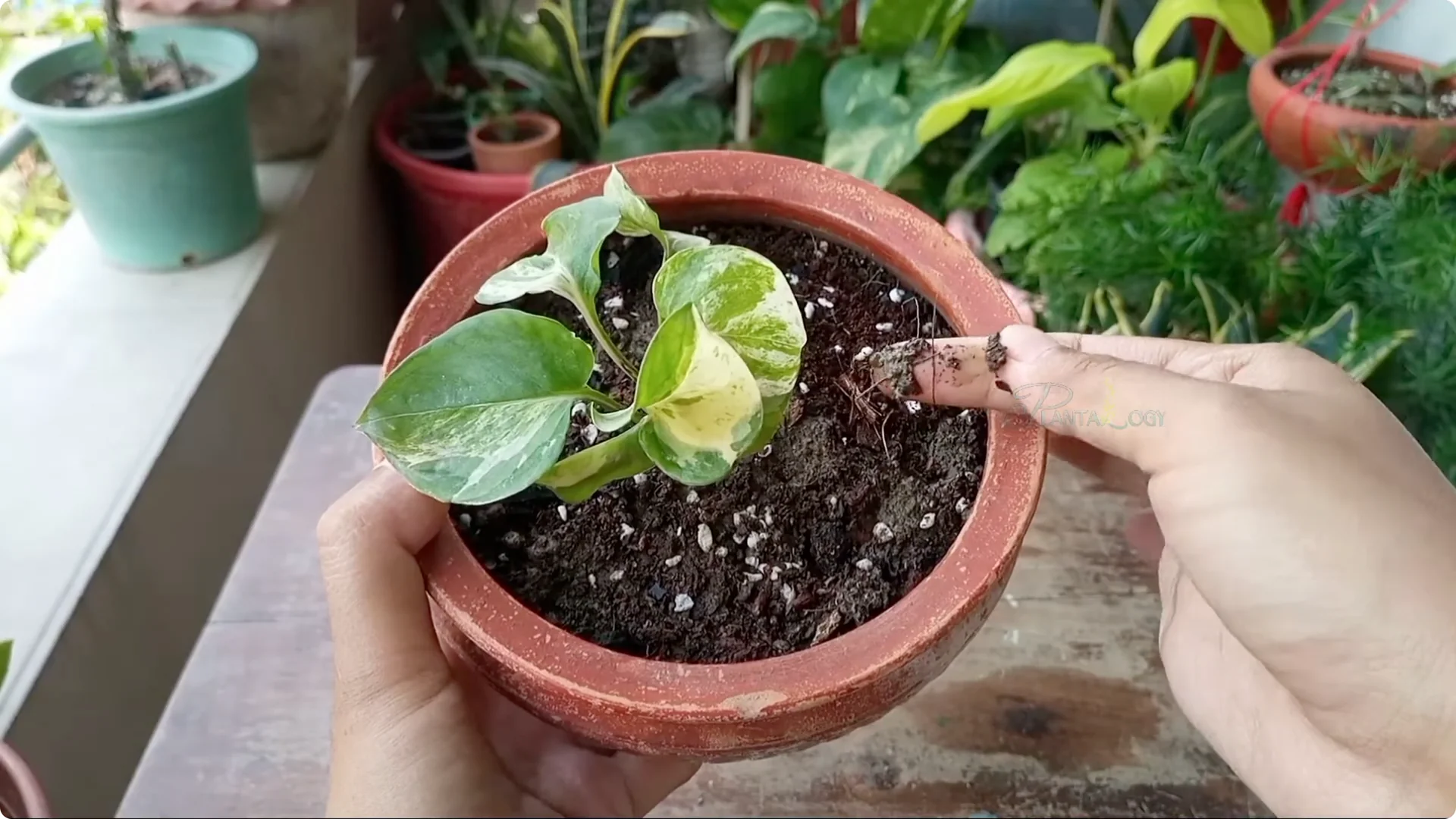 Why Are Jade Plant Leaves Falling Off? Elephant Bush Care Tips screenshot 4