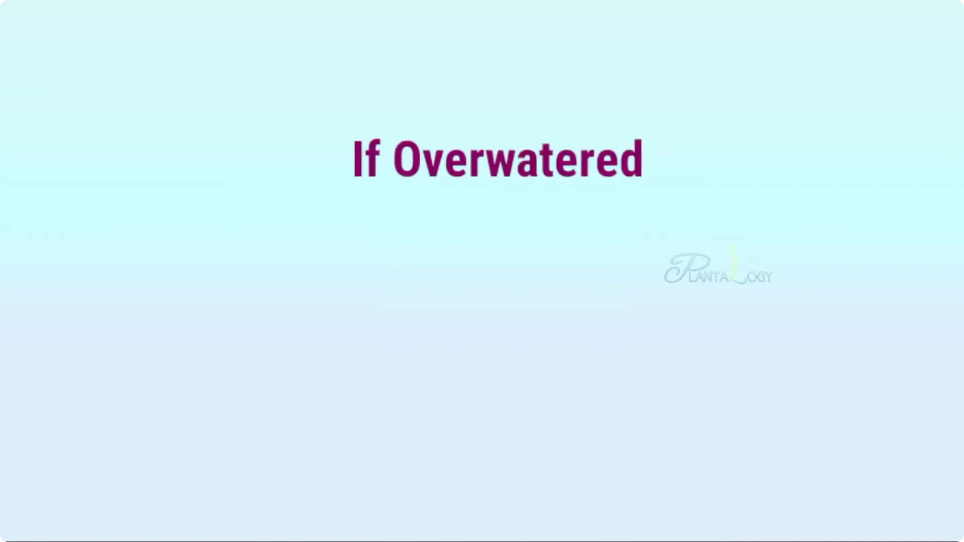 Why Are Jade Plant Leaves Falling Off? Elephant Bush Care Tips screenshot 5