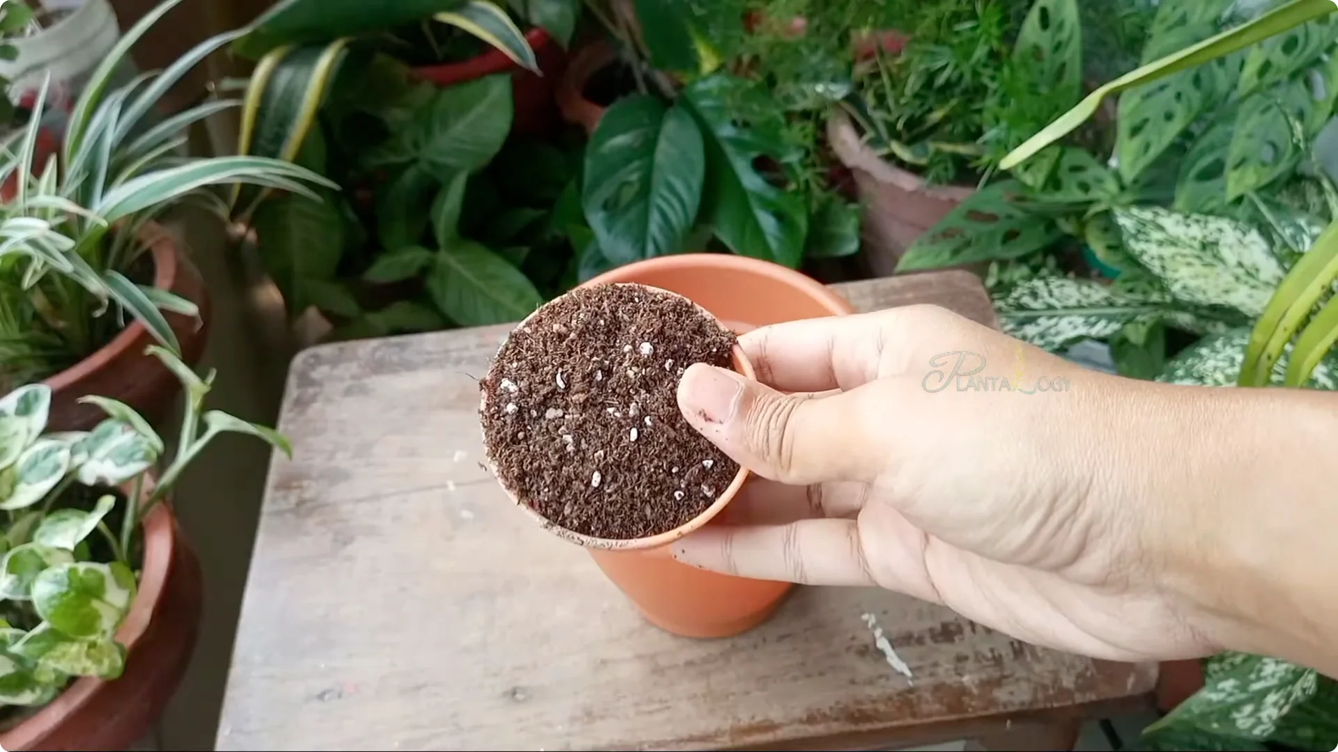 Why Are Jade Plant Leaves Falling Off? Elephant Bush Care Tips screenshot 6