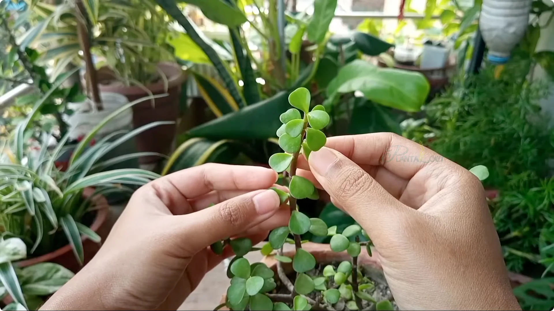 Why Are Jade Plant Leaves Falling Off? Elephant Bush Care Tips screenshot 7