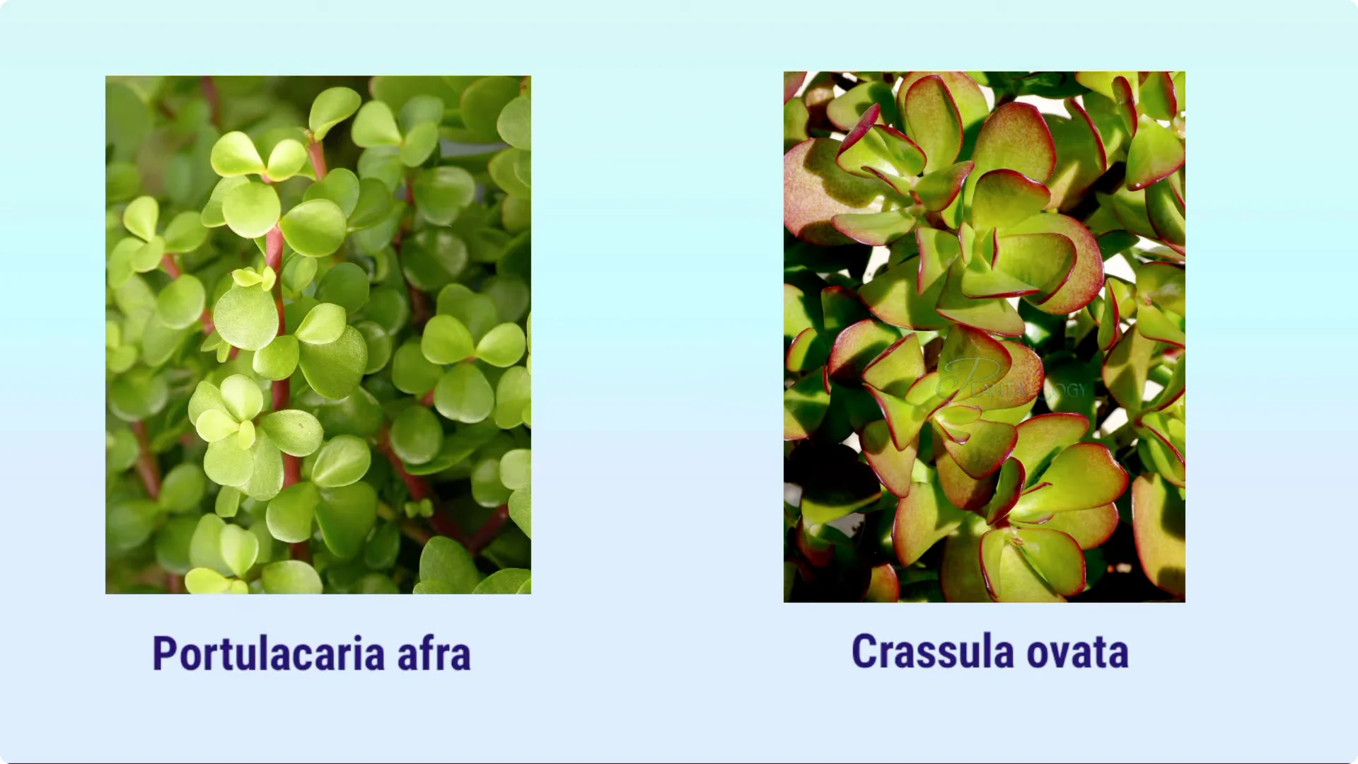Why Are Jade Plant Leaves Falling Off? Elephant Bush Care Tips screenshot 8