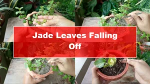 Why Are Jade Plant Leaves Falling Off? Elephant Bush Care Tips - Featured Image