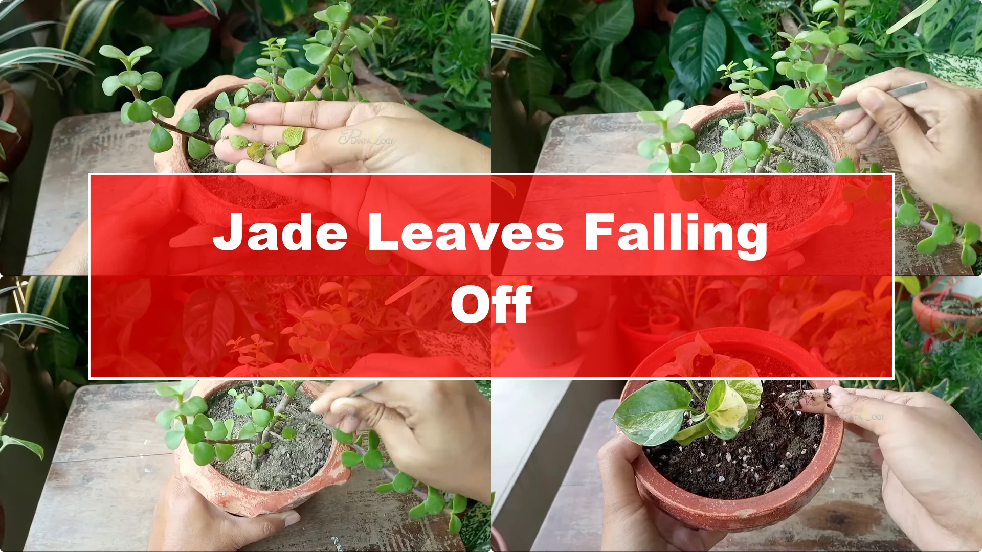 Why Are Jade Plant Leaves Falling Off? Elephant Bush Care Tips - Featured Image