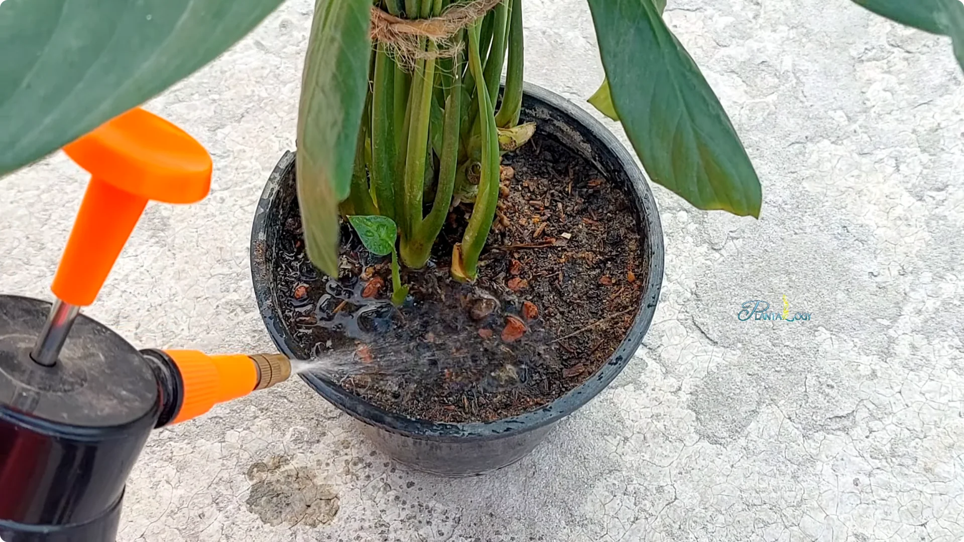 Why Are My Peace Lily Leaves Turning Brown? Expert Care Tips screenshot 1