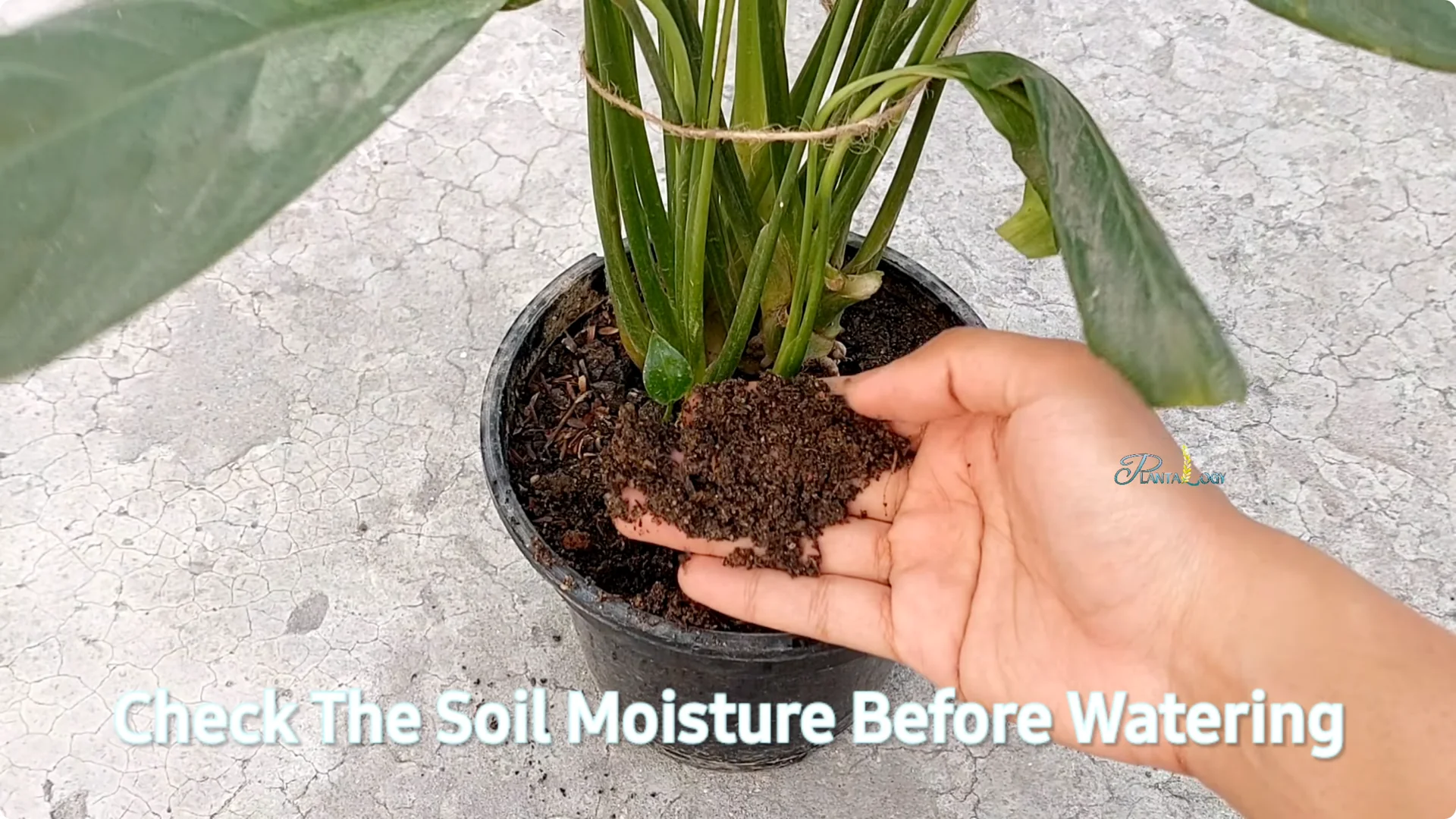 Why Are My Peace Lily Leaves Turning Brown? Expert Care Tips screenshot 2