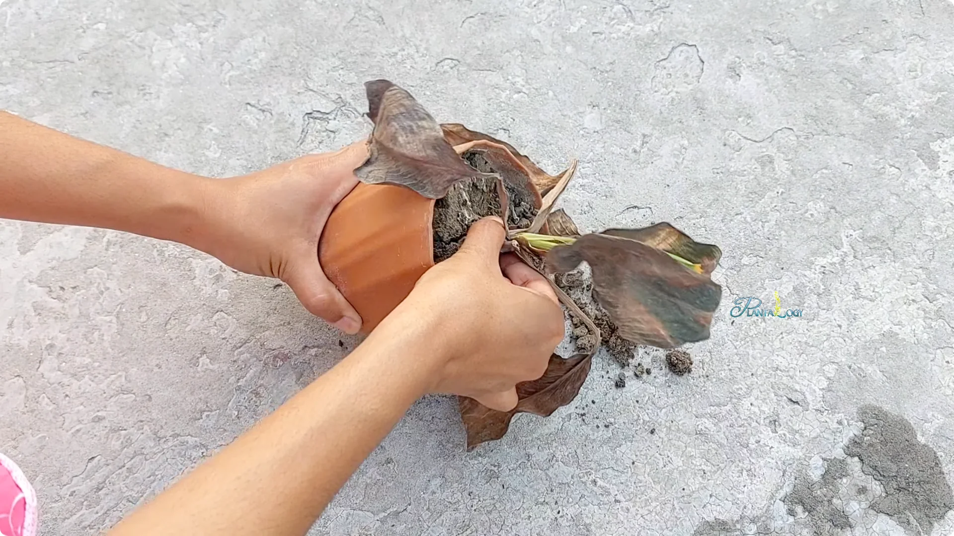 Why Are My Peace Lily Leaves Turning Brown? Expert Care Tips screenshot 3