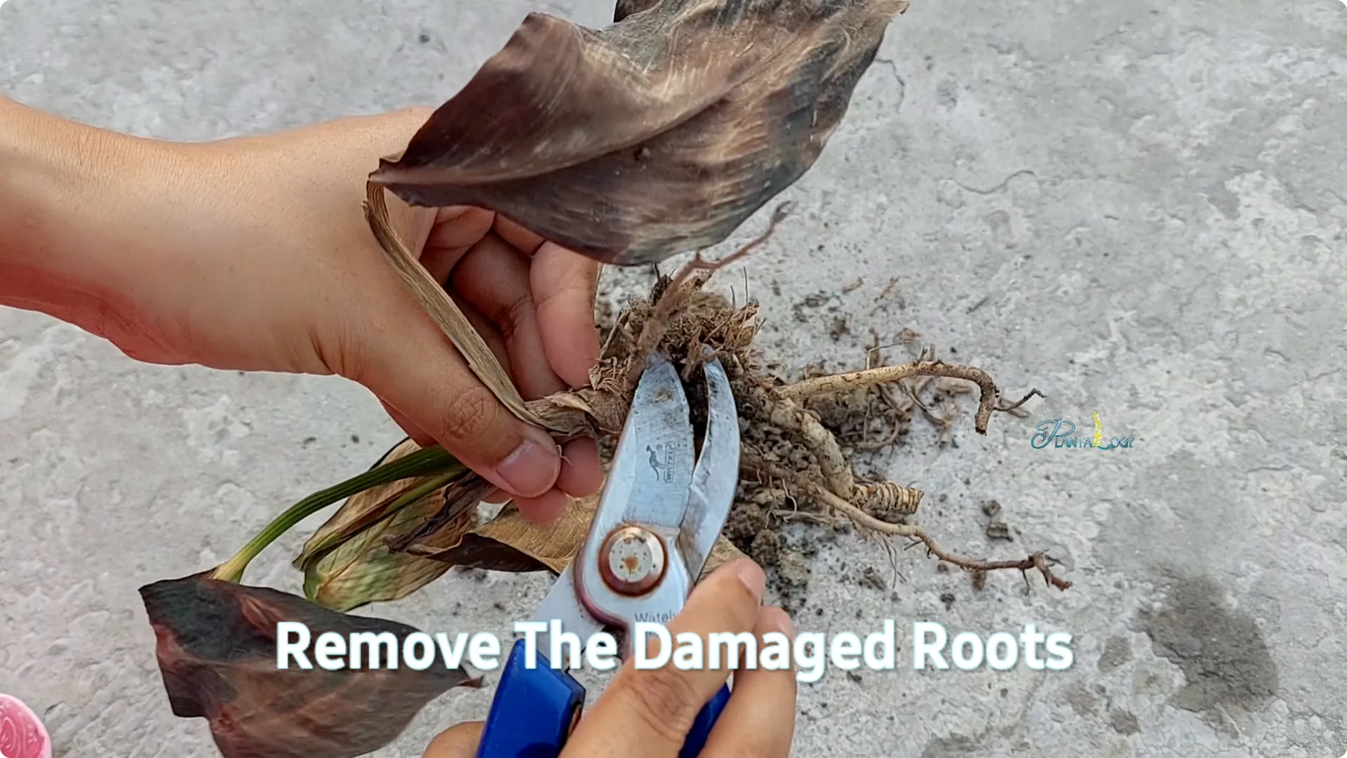 Why Are My Peace Lily Leaves Turning Brown? Expert Care Tips screenshot 4