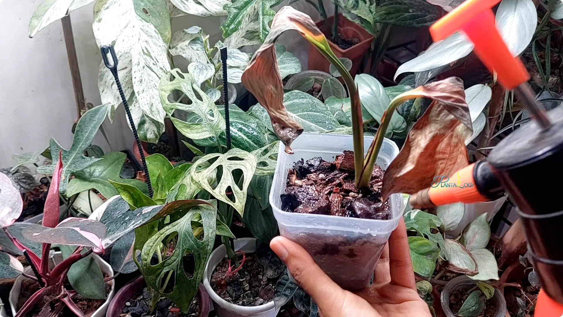 Why Are My Peace Lily Leaves Turning Brown? Expert Care Tips screenshot 5