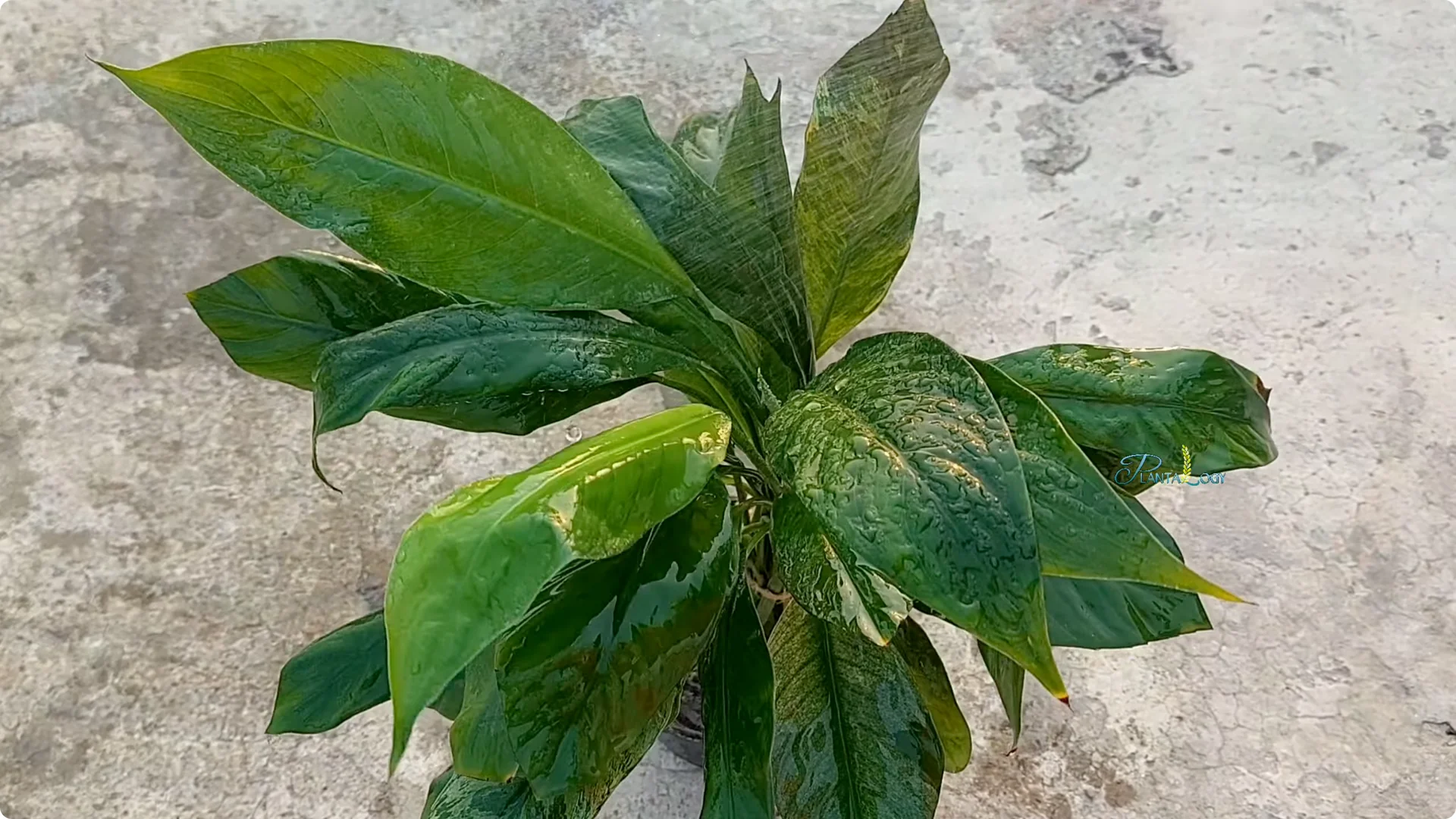 Why Are My Peace Lily Leaves Turning Brown? Expert Care Tips screenshot 6