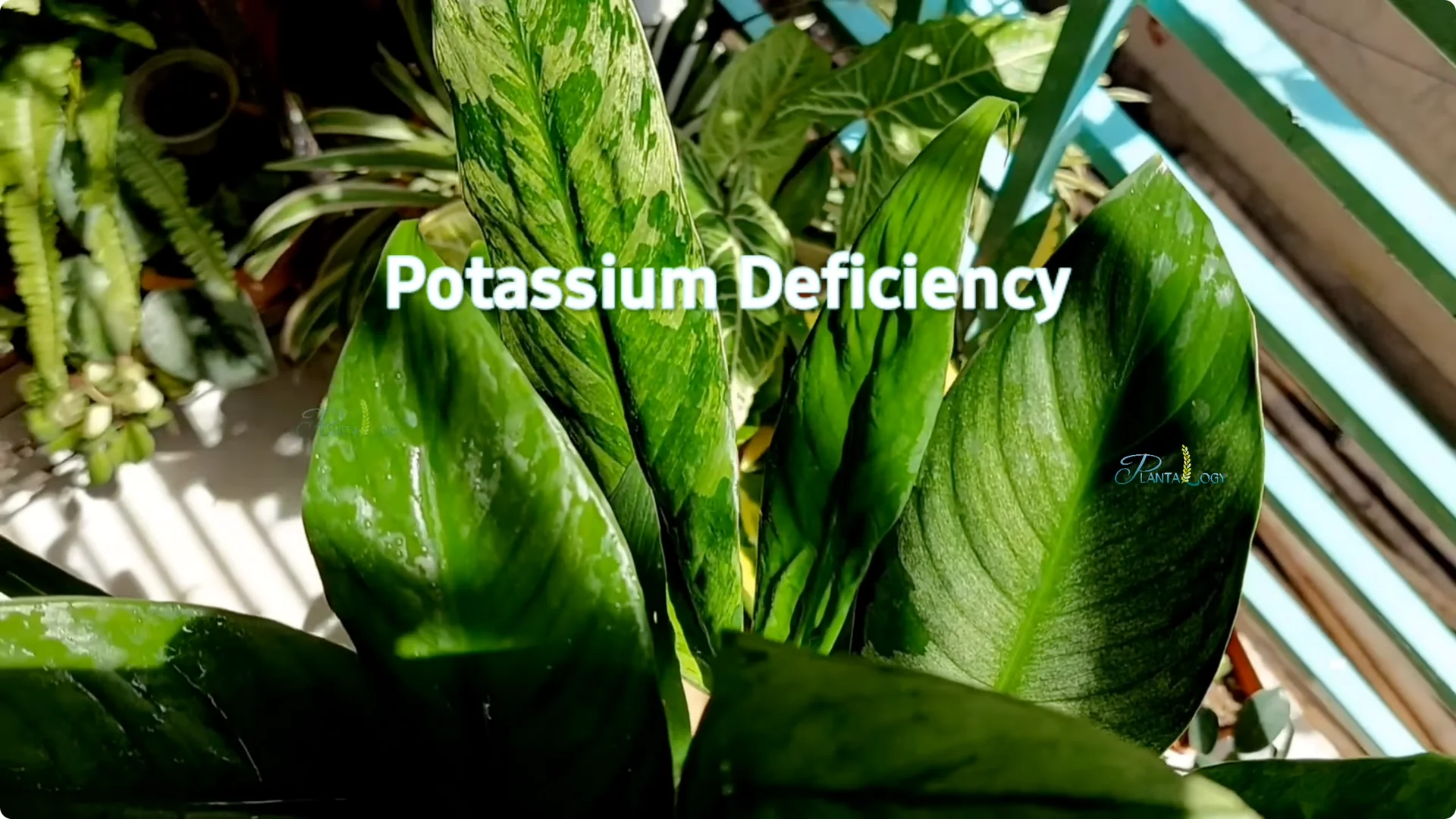 Why Are My Peace Lily Leaves Turning Brown? Expert Care Tips screenshot 7