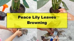 Why Are My Peace Lily Leaves Turning Brown? Expert Care Tips - Featured Image