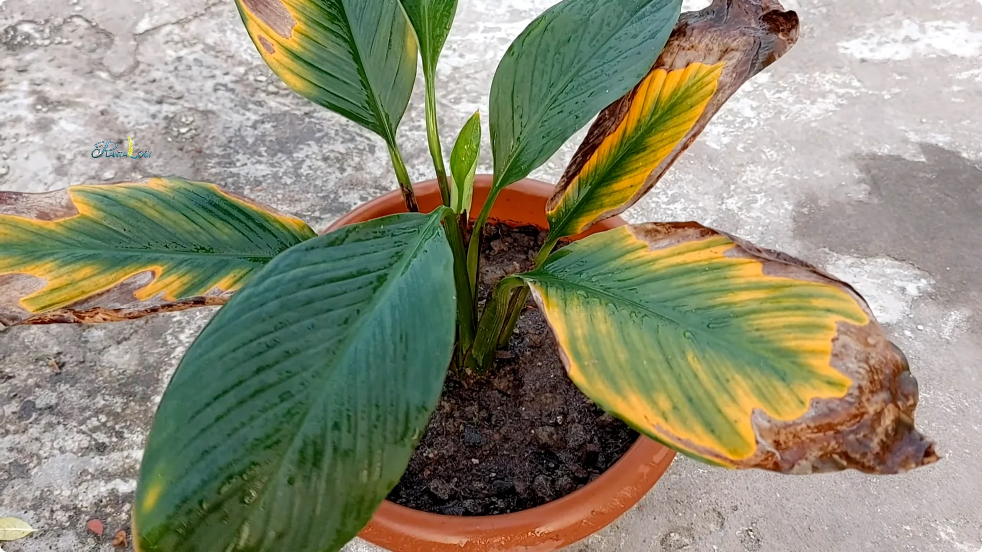 Why Are My Peace Lily Leaves Turning Yellow? 4 Key Fixes screenshot 1