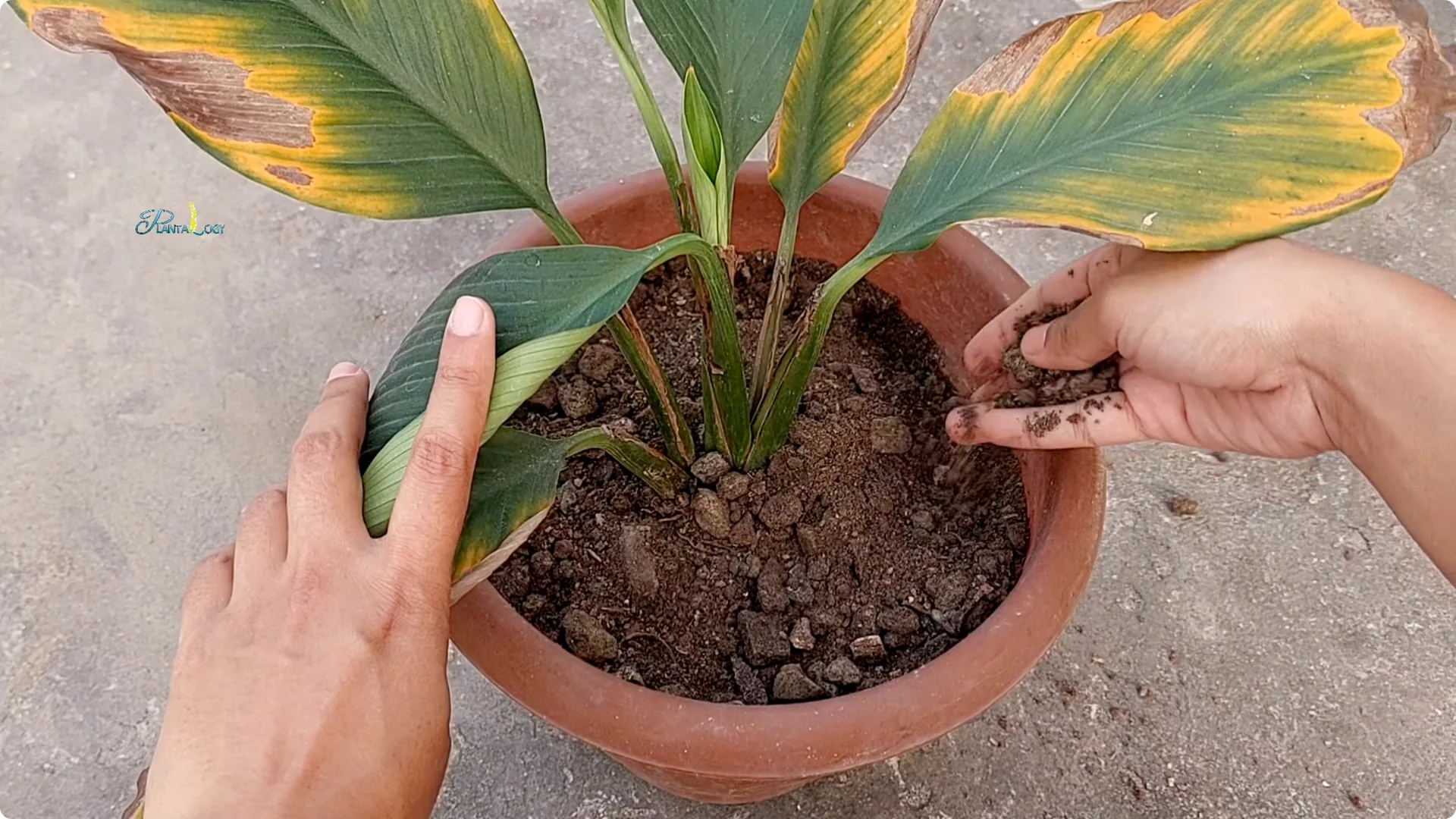 Why Are My Peace Lily Leaves Turning Yellow? 4 Key Fixes screenshot 2