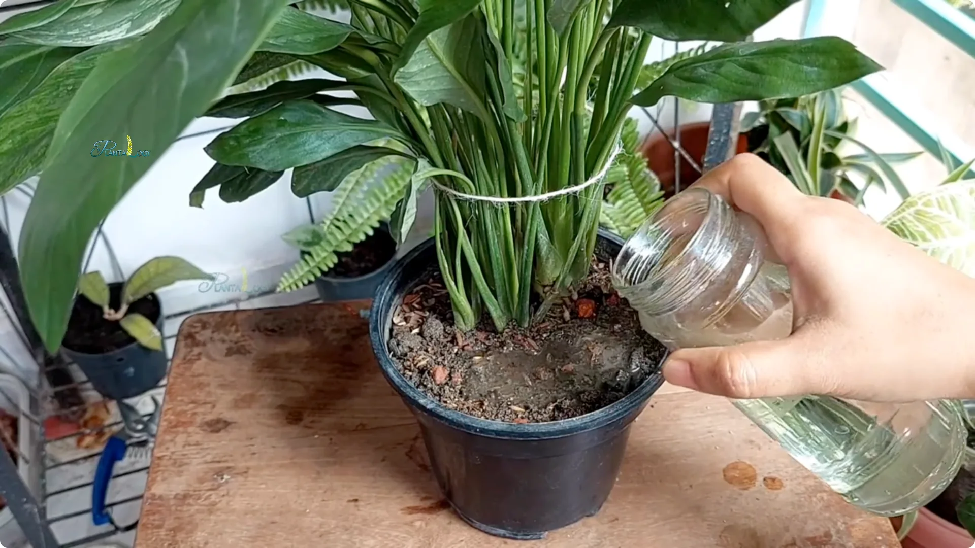 Why Are My Peace Lily Leaves Turning Yellow? 4 Key Fixes screenshot 3