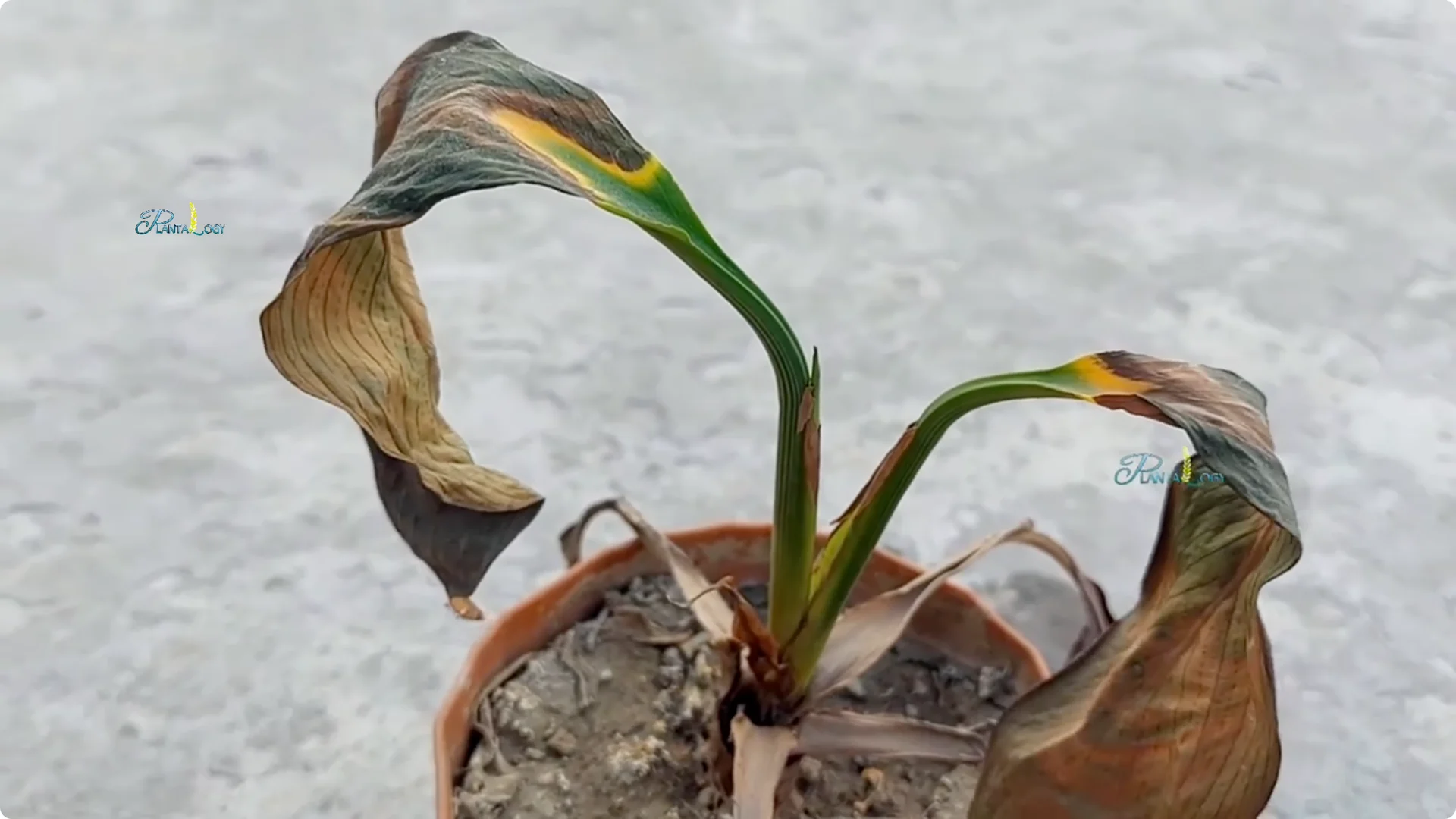 Why Are My Peace Lily Leaves Turning Yellow? 4 Key Fixes screenshot 4