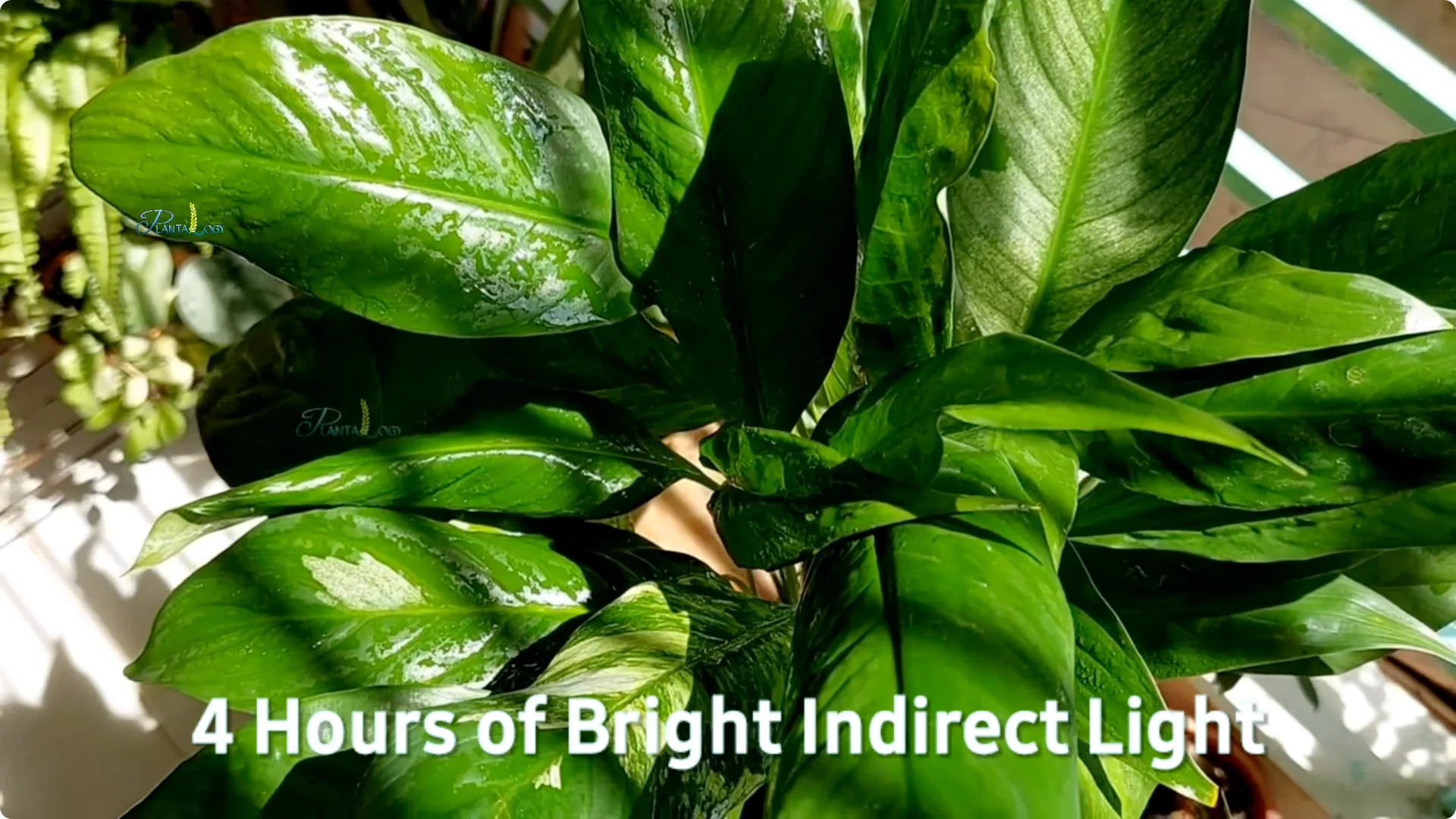 Why Are My Peace Lily Leaves Turning Yellow? 4 Key Fixes screenshot 5