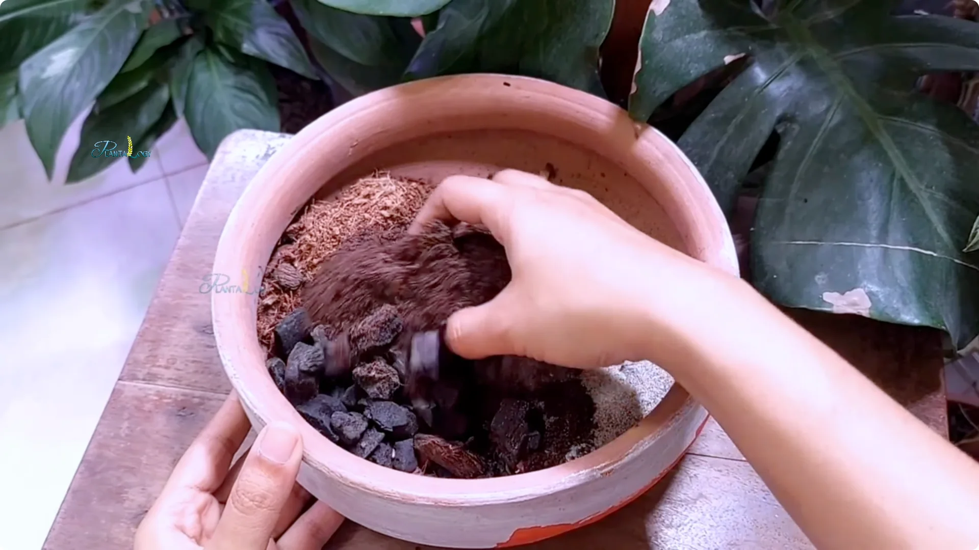 Why Are My Peace Lily Leaves Turning Yellow? 4 Key Fixes screenshot 6