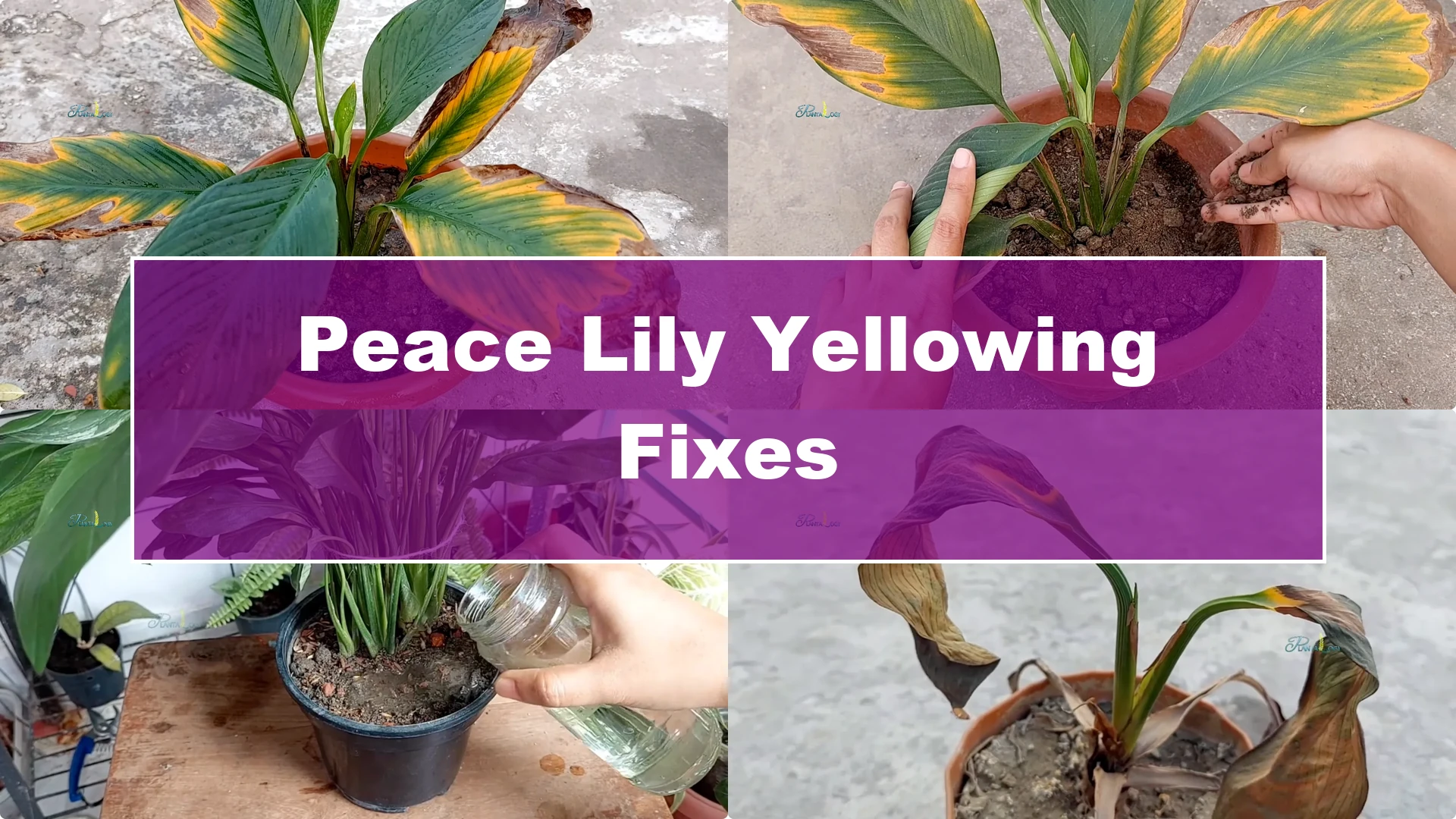 Why Are My Peace Lily Leaves Turning Yellow? 4 Key Fixes - Featured Image