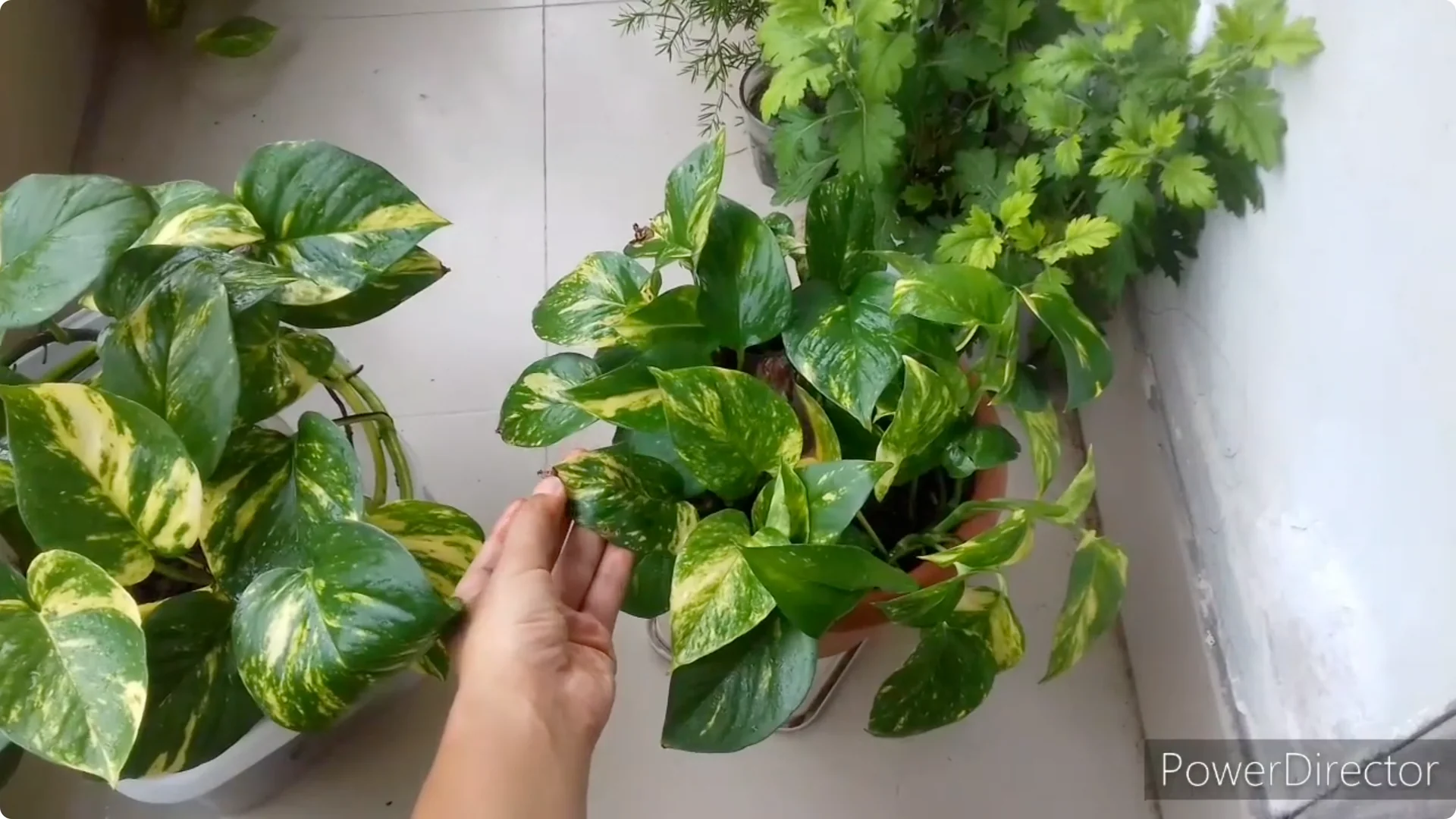 Why Are My Pothos Leaf Tips Turning Brown? Causes & Fixes screenshot 1