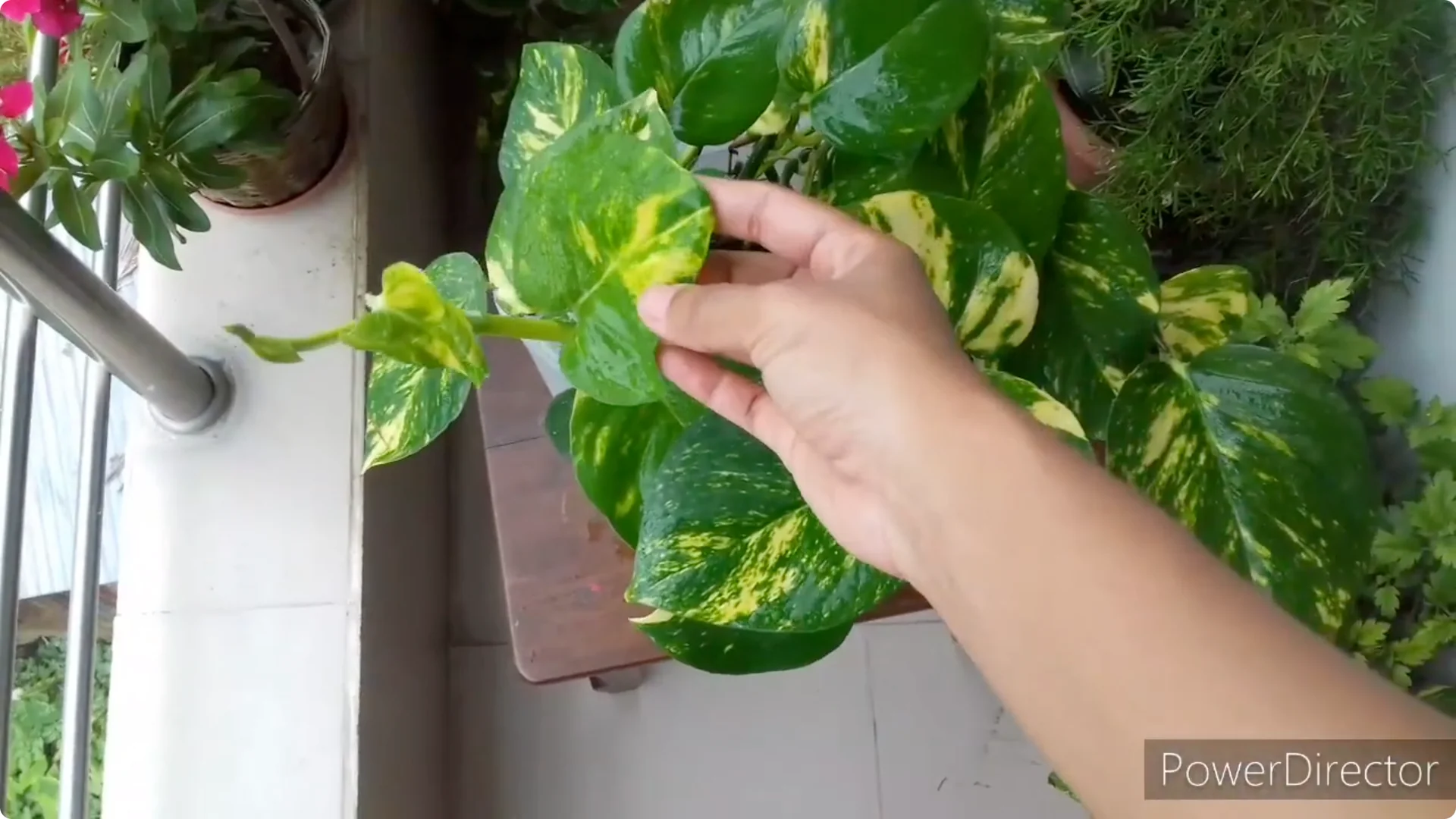 Why Are My Pothos Leaf Tips Turning Brown? Causes & Fixes screenshot 11