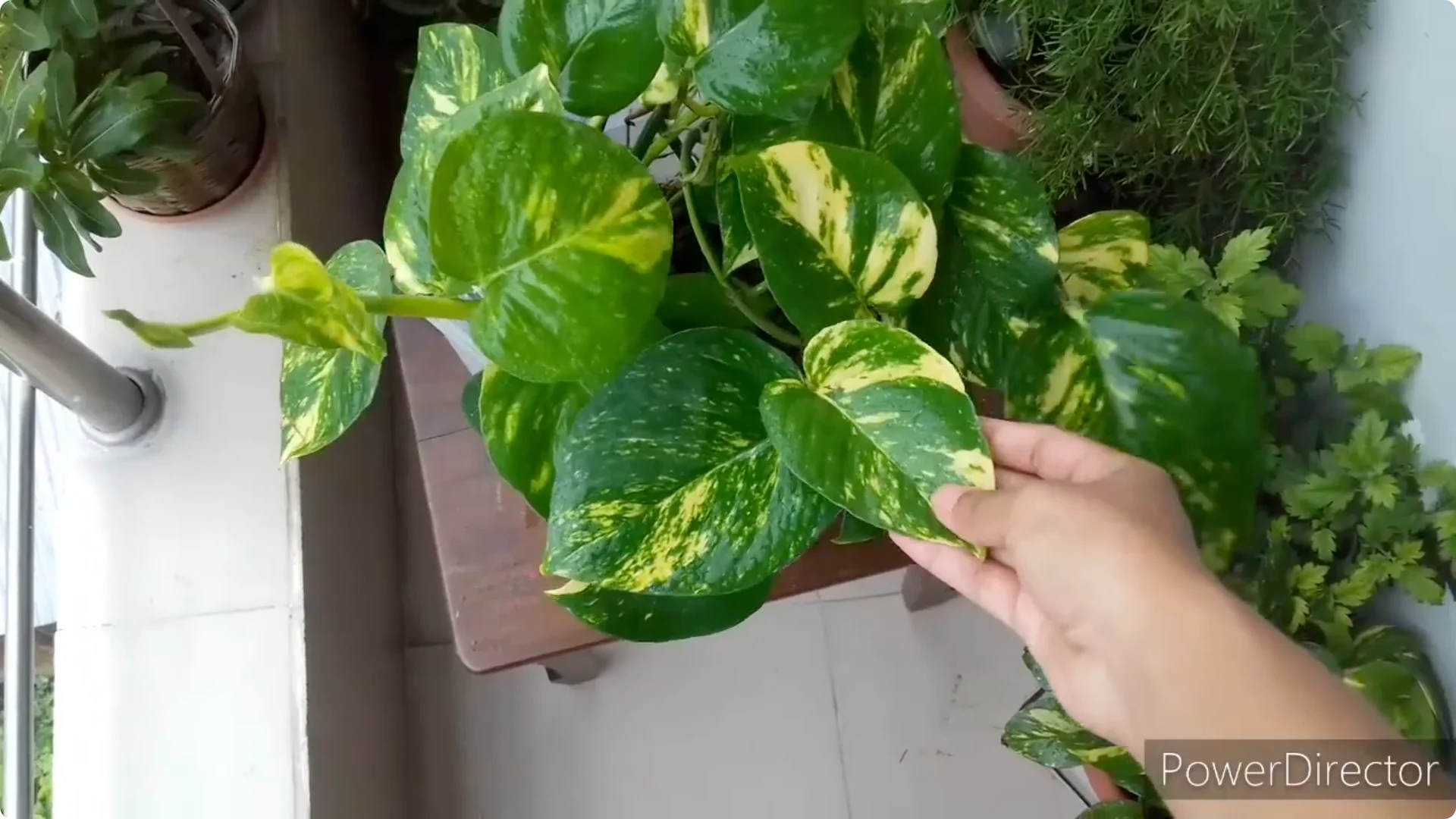 Why Are My Pothos Leaf Tips Turning Brown? Causes & Fixes screenshot 12