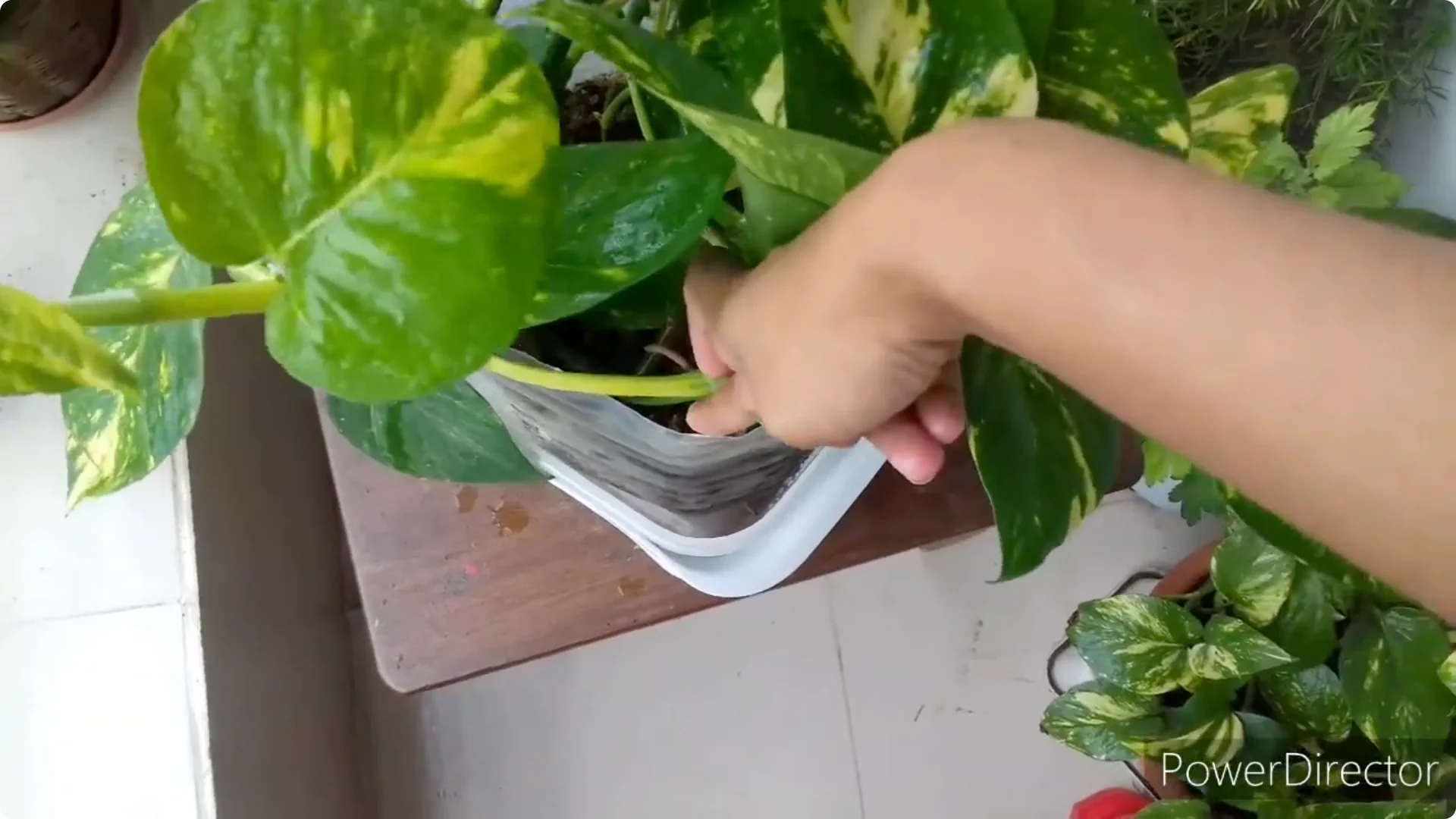 Why Are My Pothos Leaf Tips Turning Brown? Causes & Fixes screenshot 13