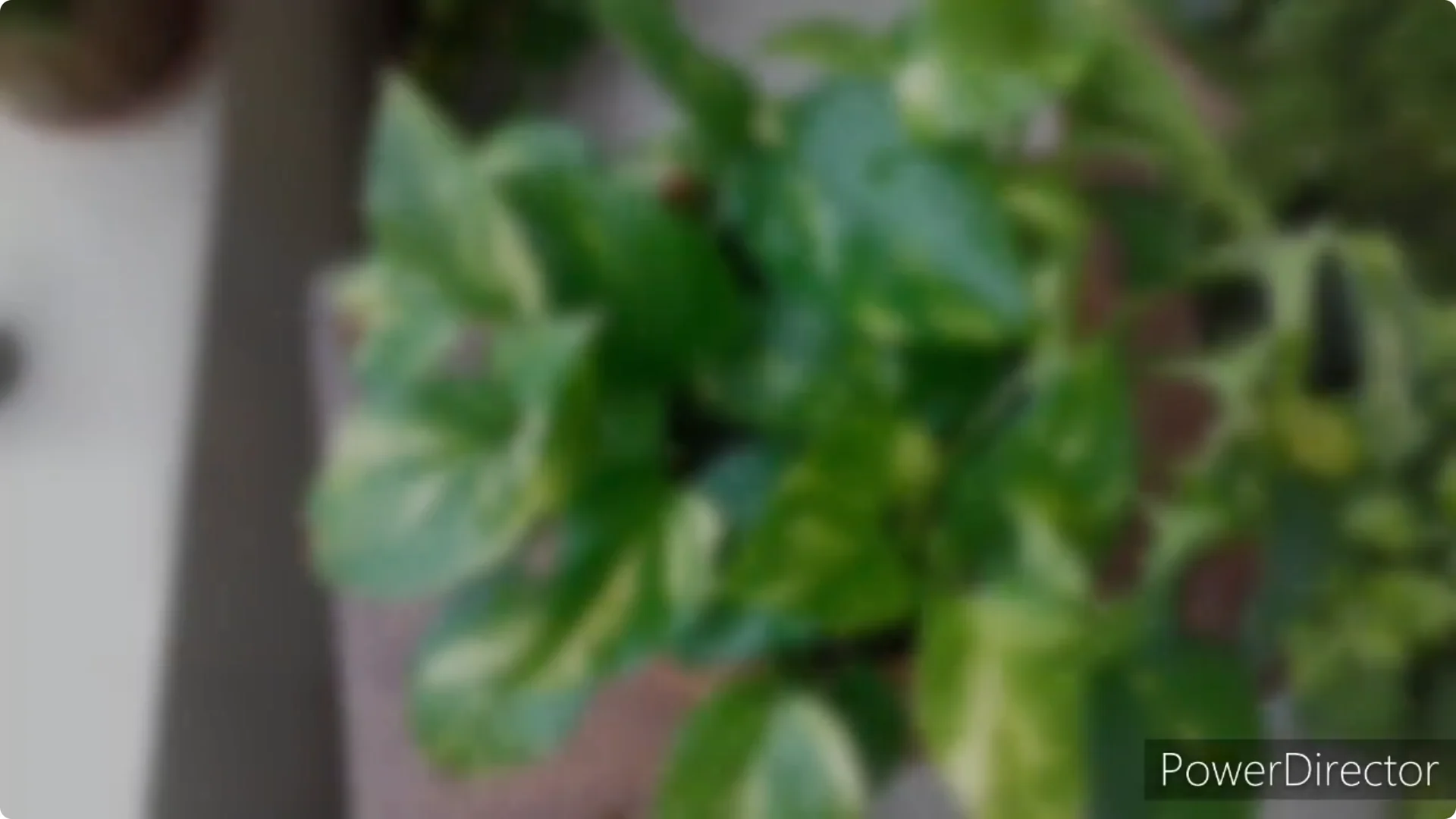 Why Are My Pothos Leaf Tips Turning Brown? Causes & Fixes screenshot 14