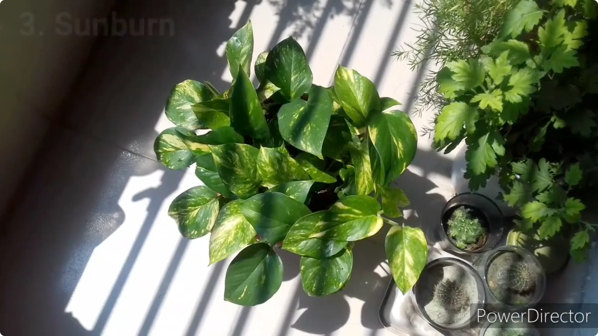 Why Are My Pothos Leaf Tips Turning Brown? Causes & Fixes screenshot 15
