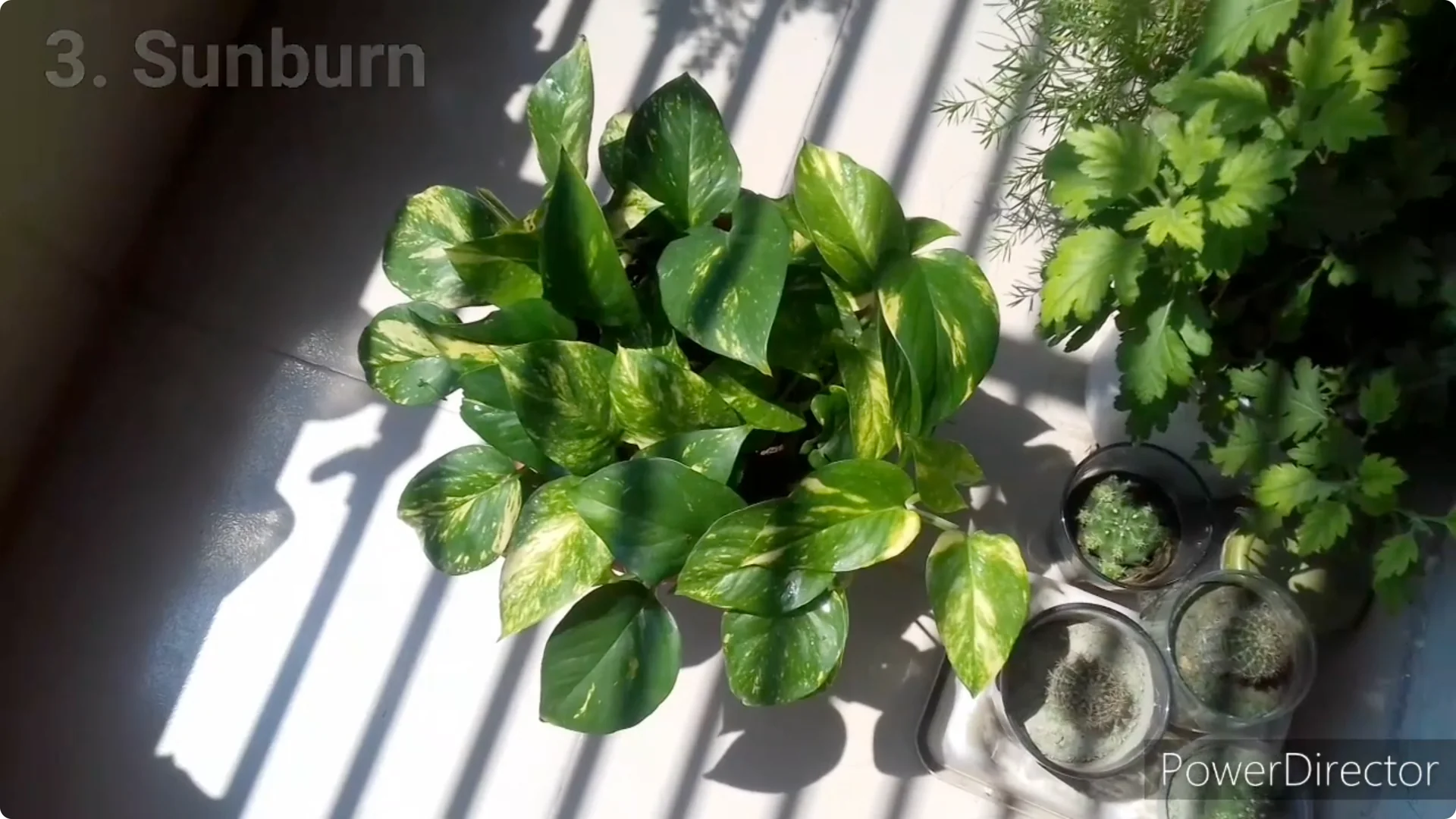 Why Are My Pothos Leaf Tips Turning Brown? Causes & Fixes screenshot 16