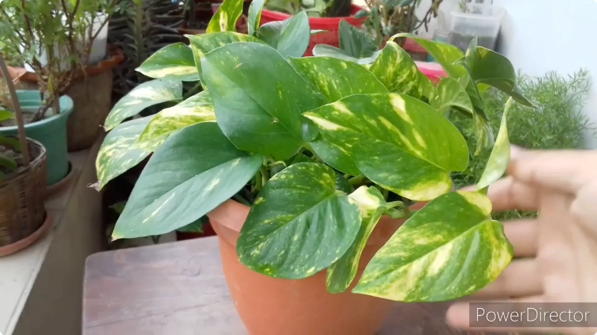 Why Are My Pothos Leaf Tips Turning Brown? Causes & Fixes screenshot 17