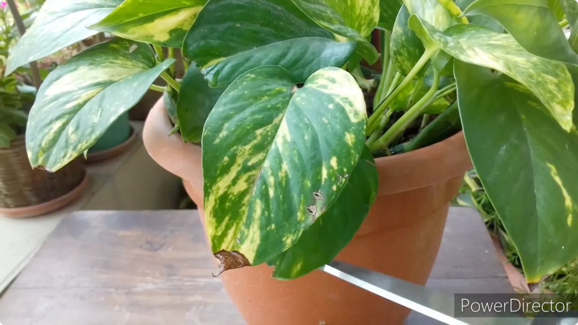 Why Are My Pothos Leaf Tips Turning Brown? Causes & Fixes screenshot 18