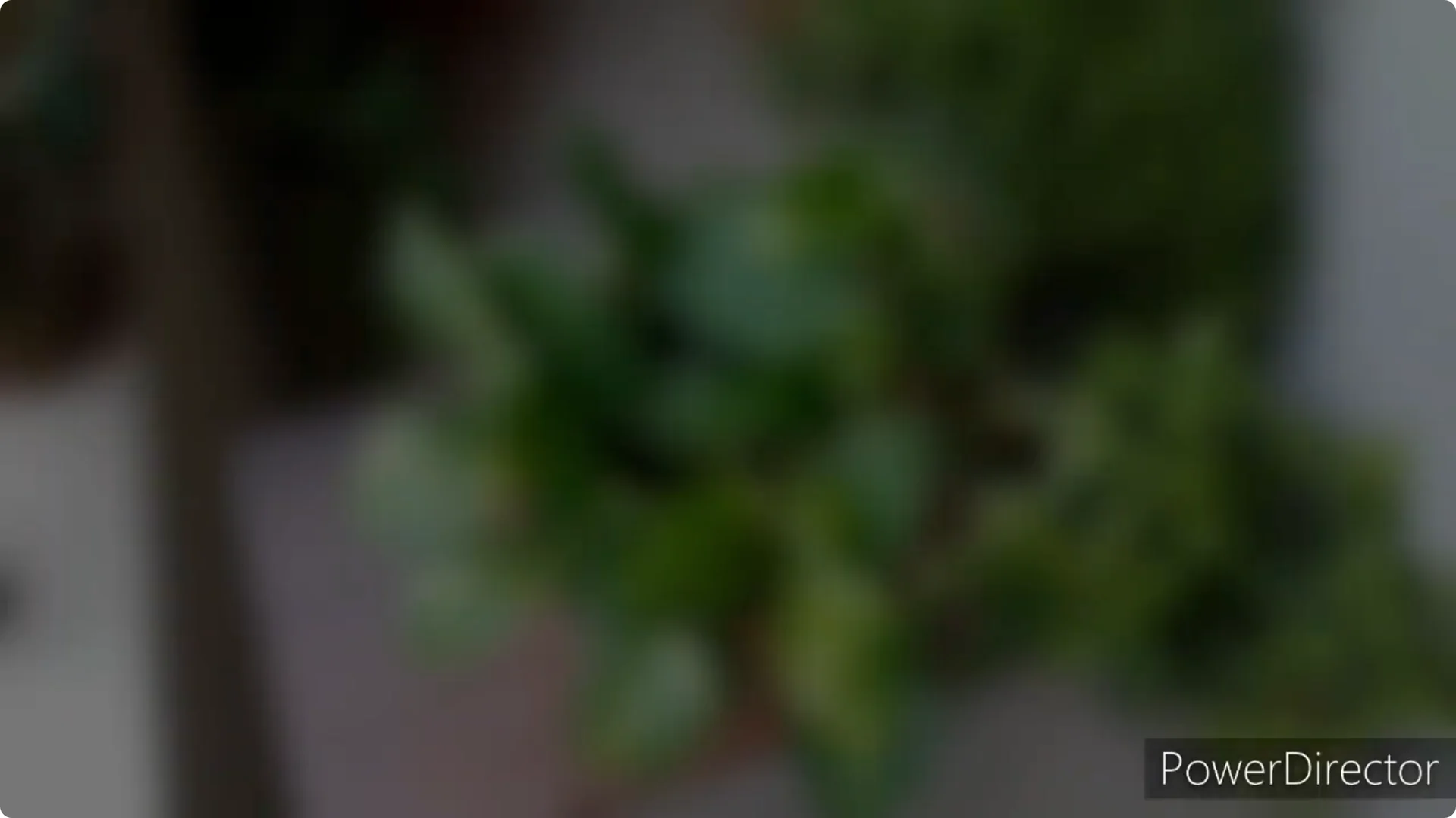 Why Are My Pothos Leaf Tips Turning Brown? Causes & Fixes screenshot 2