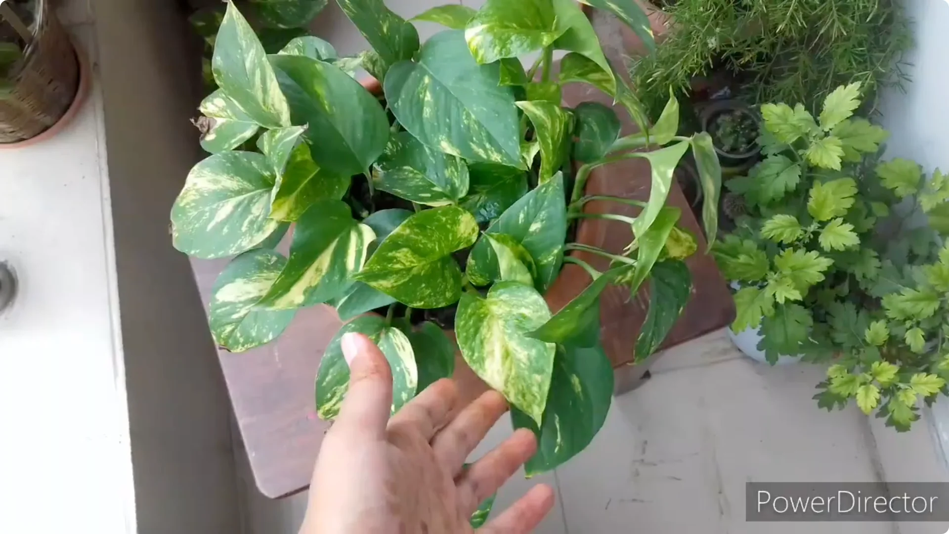 Why Are My Pothos Leaf Tips Turning Brown? Causes & Fixes screenshot 4