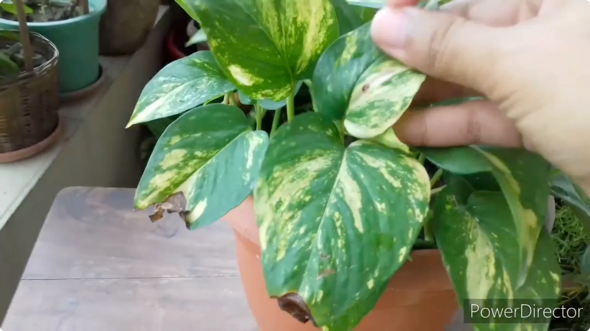 Why Are My Pothos Leaf Tips Turning Brown? Causes & Fixes screenshot 5