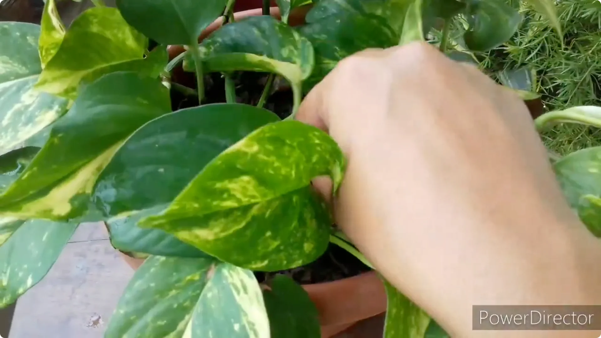 Why Are My Pothos Leaf Tips Turning Brown? Causes & Fixes screenshot 6