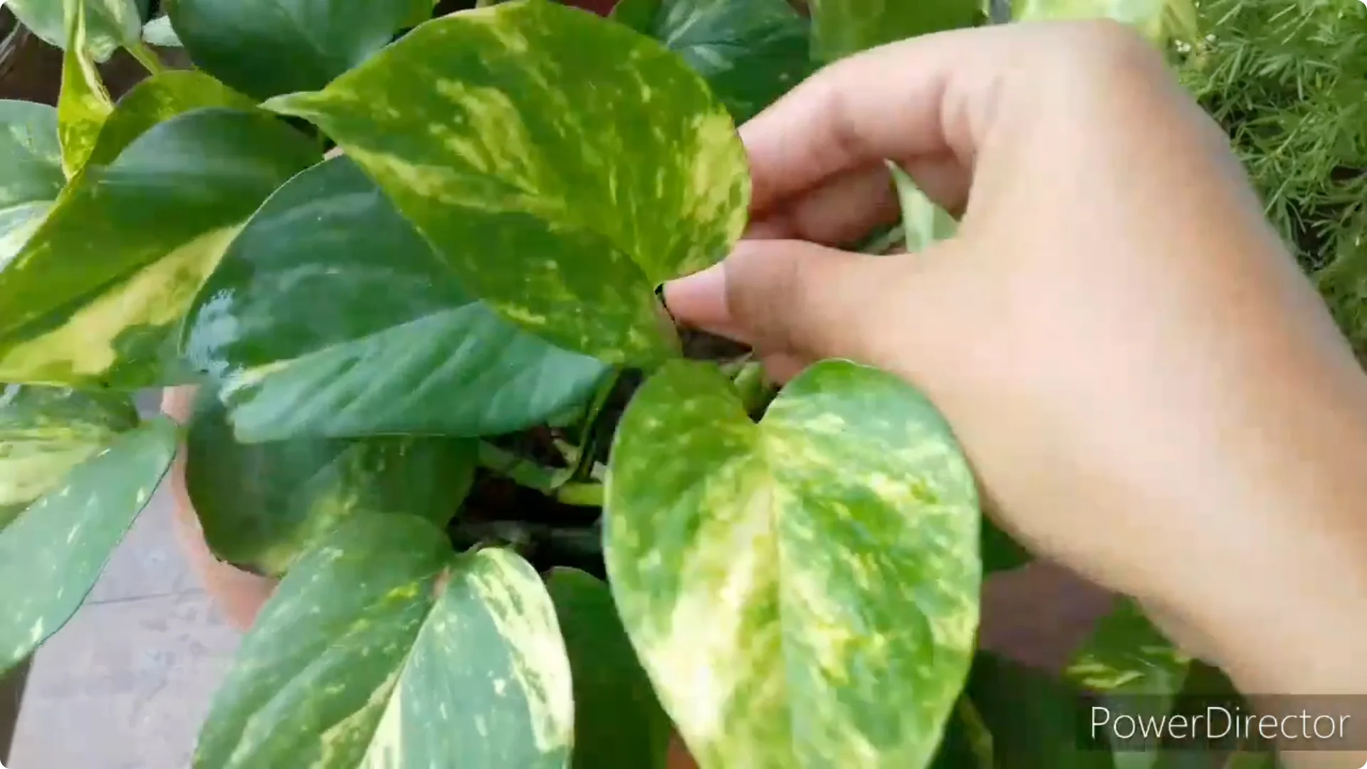 Why Are My Pothos Leaf Tips Turning Brown? Causes & Fixes screenshot 7